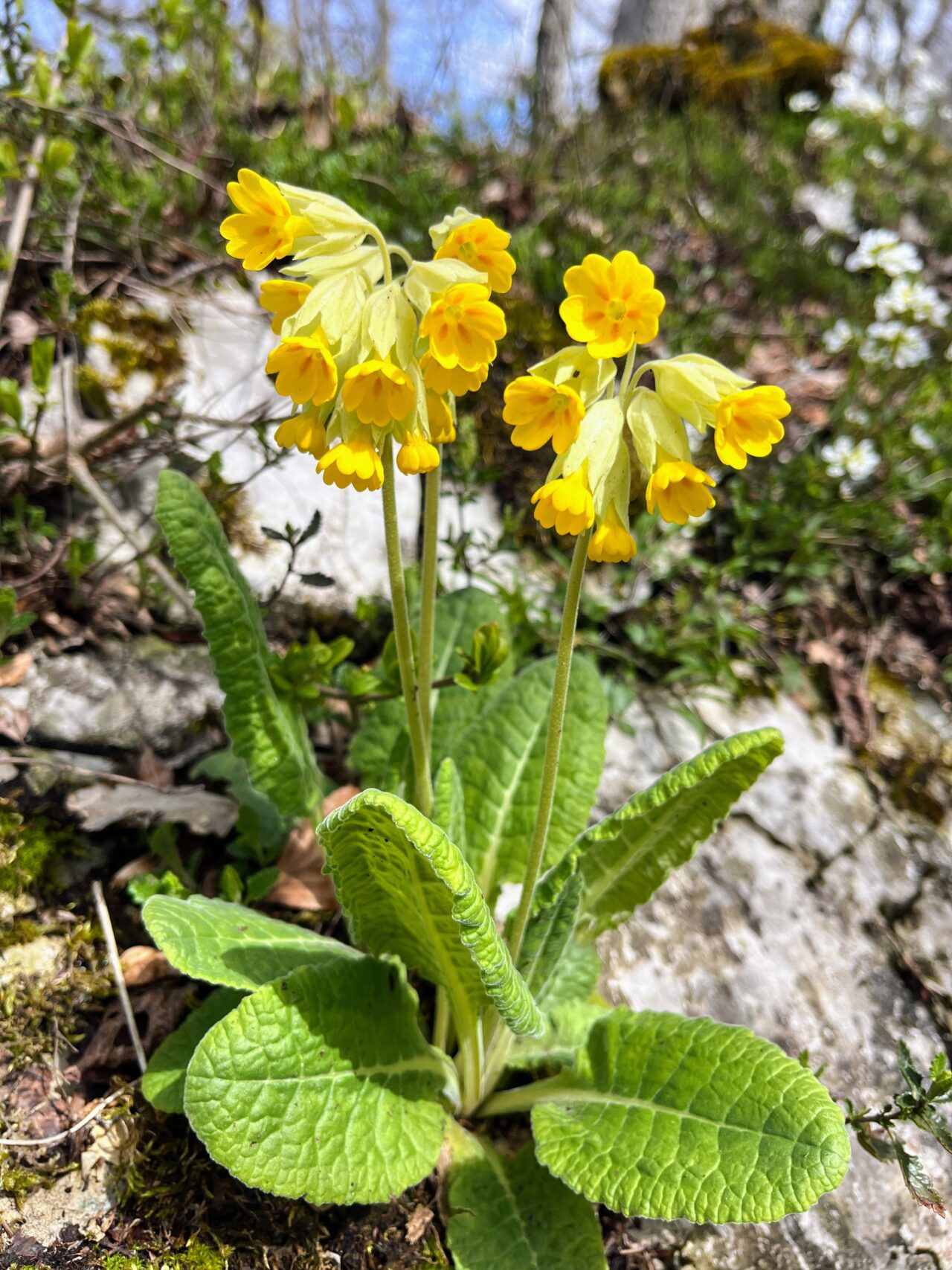 gratwanderung_laegern_