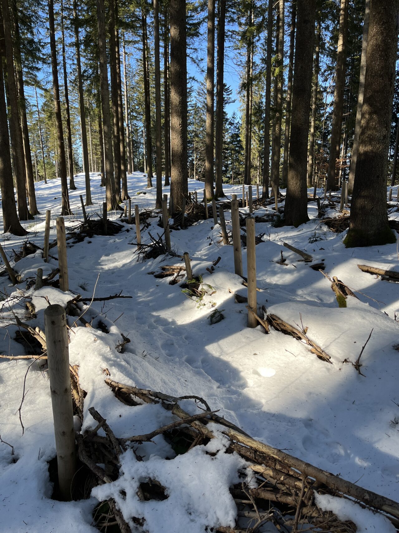 schneeschuhwandern_gottschalkenberg__IMG_0715