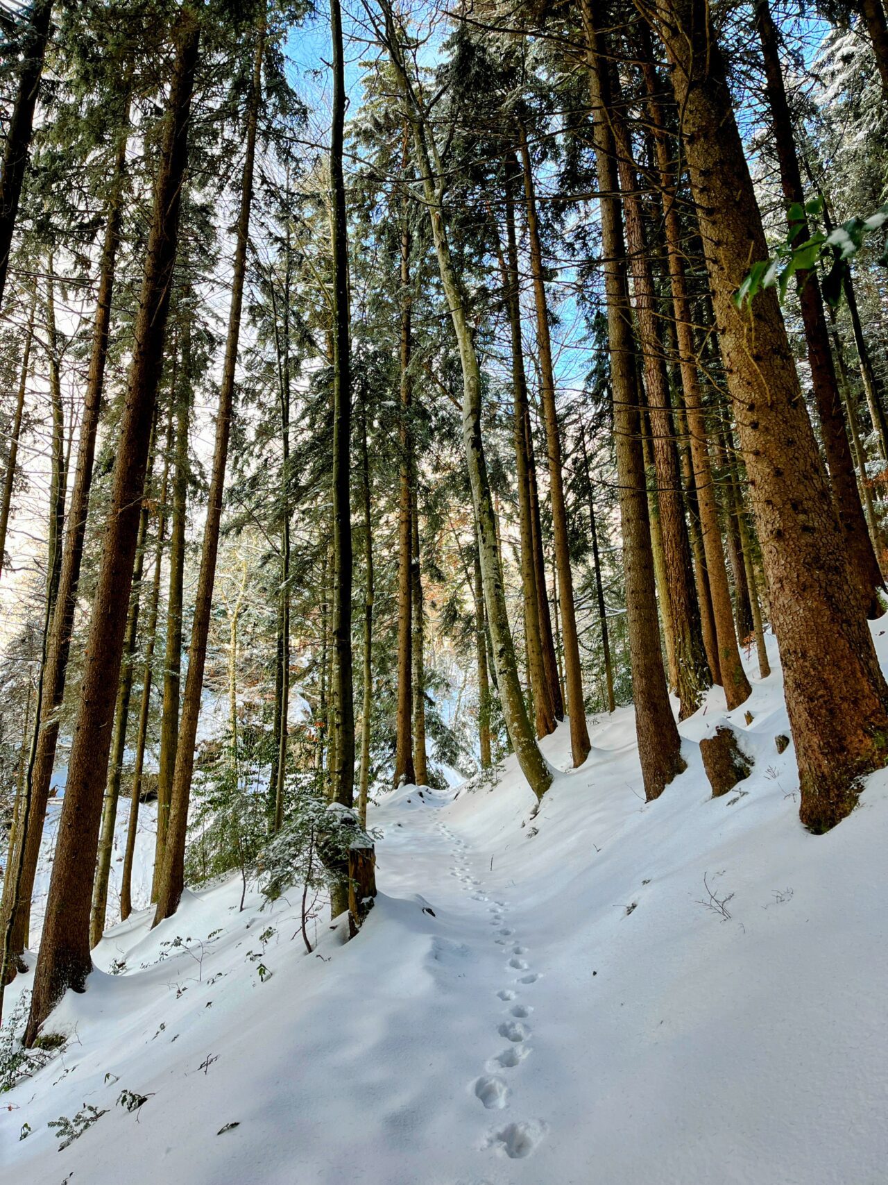 schneeschuhwanderung_wildspitz__IMG_2204