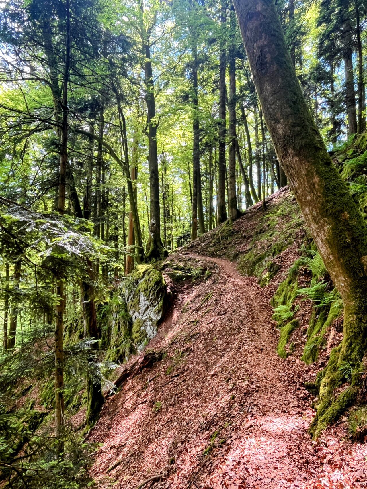 wanderung_schluchtensteig_schwarzwald_