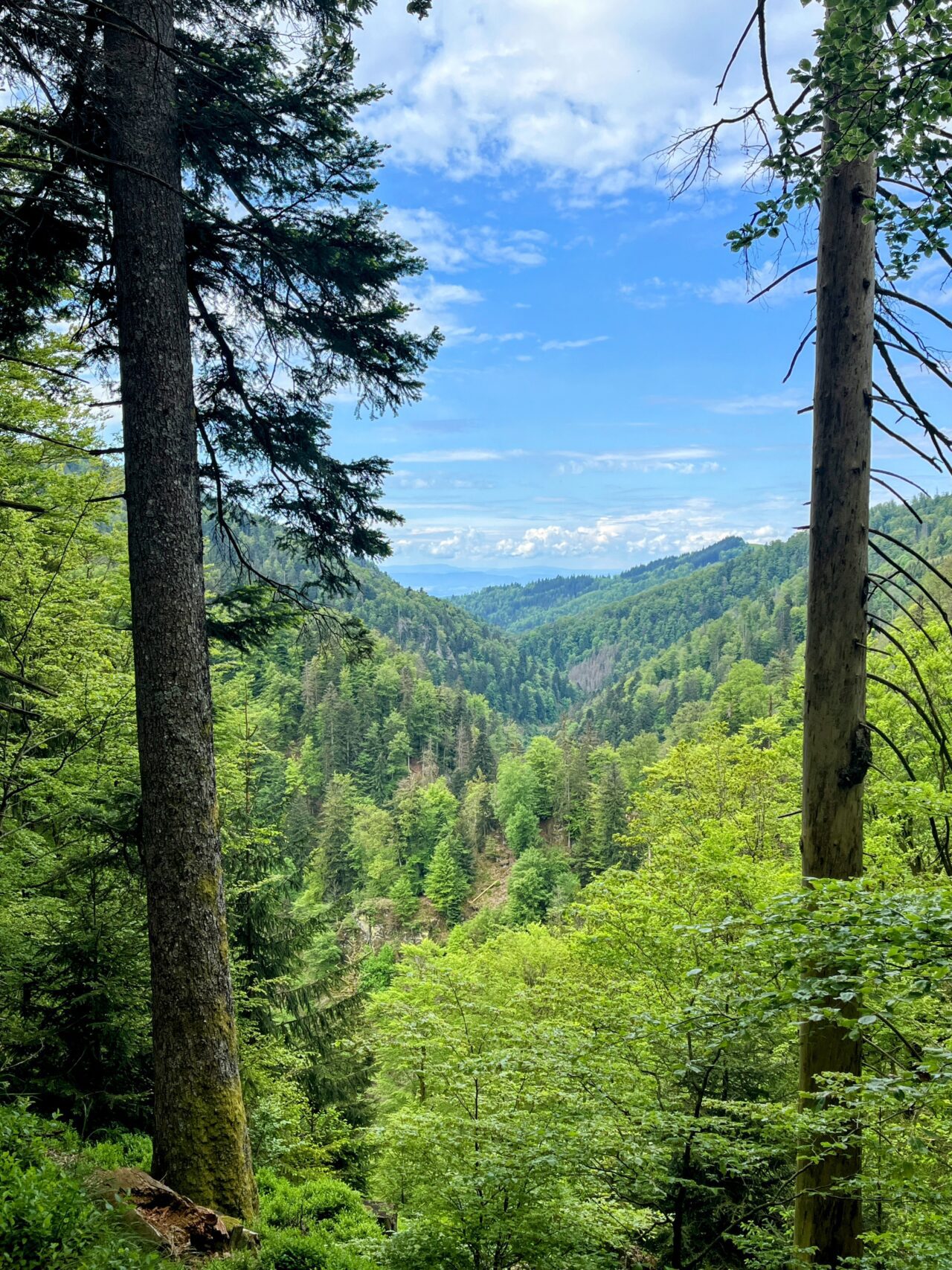 wanderung_schluchtensteig_schwarzwald_