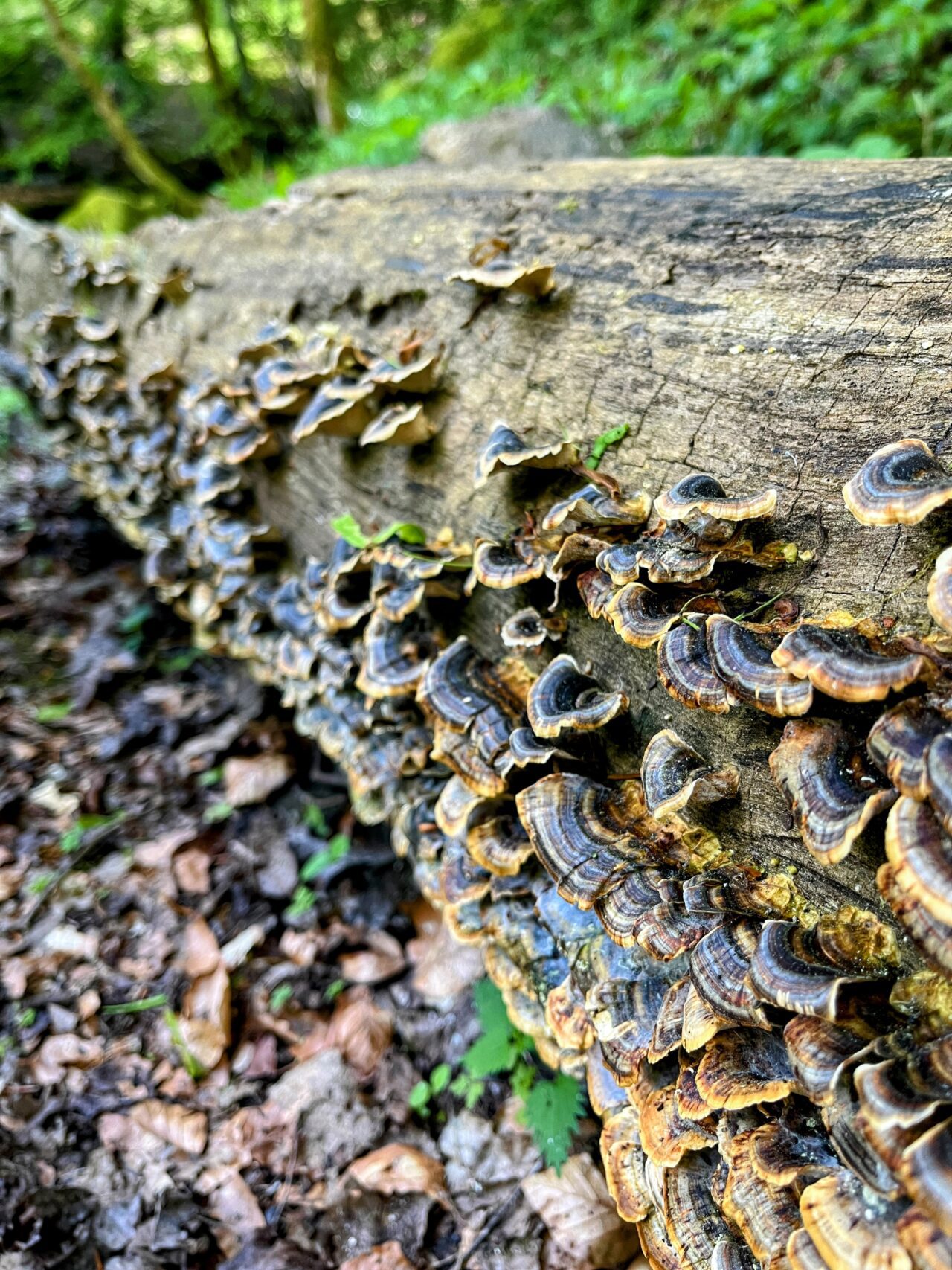 wanderung_schluchtensteig_schwarzwald_