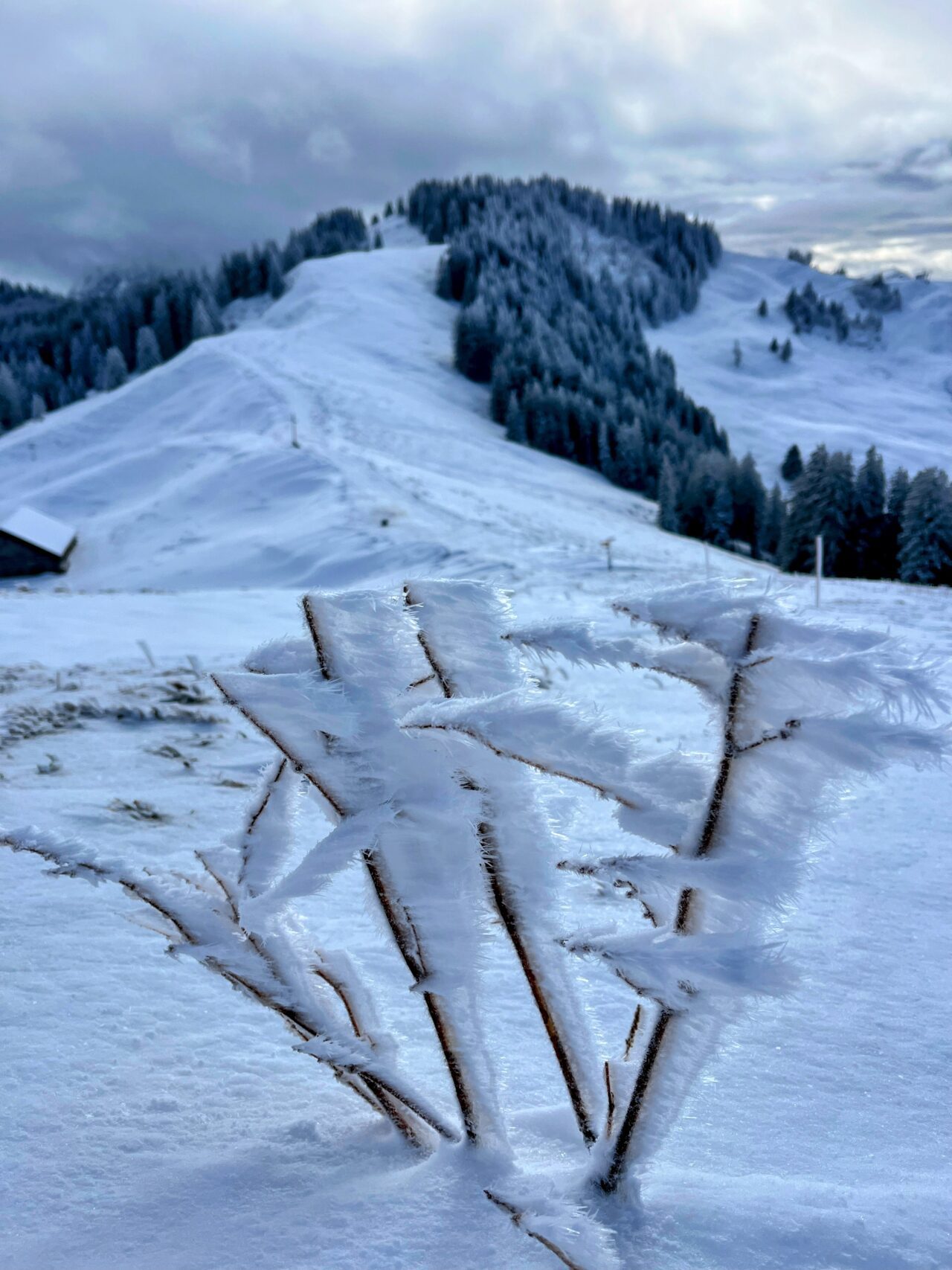 schneeschuhtour_biberegg_hochstuckli_haengebruecke__IMG_2146