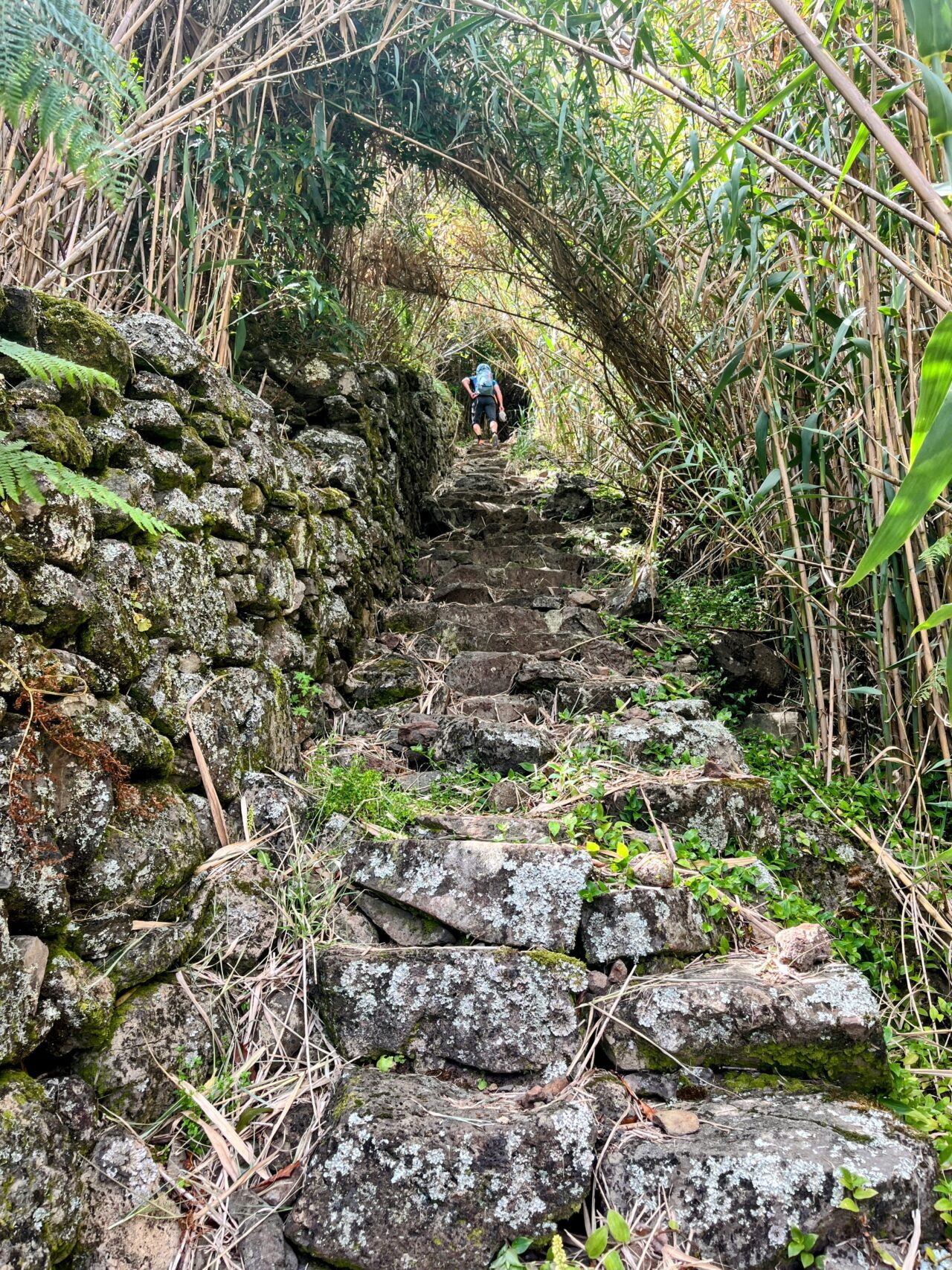 wanderung_ilha_a_pe_tag_3_lapa_norte_
