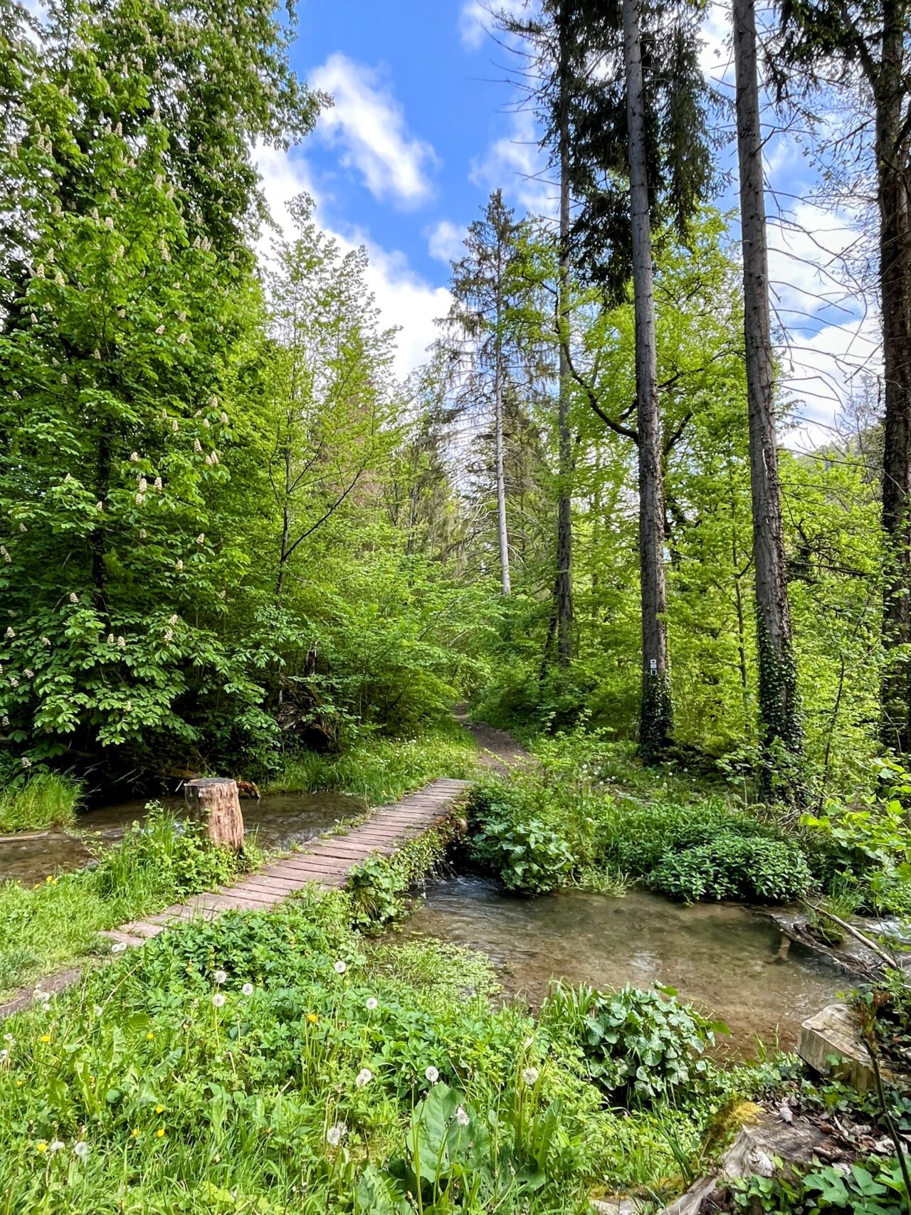 wanderung_schluchtensteig_schwarzwald_