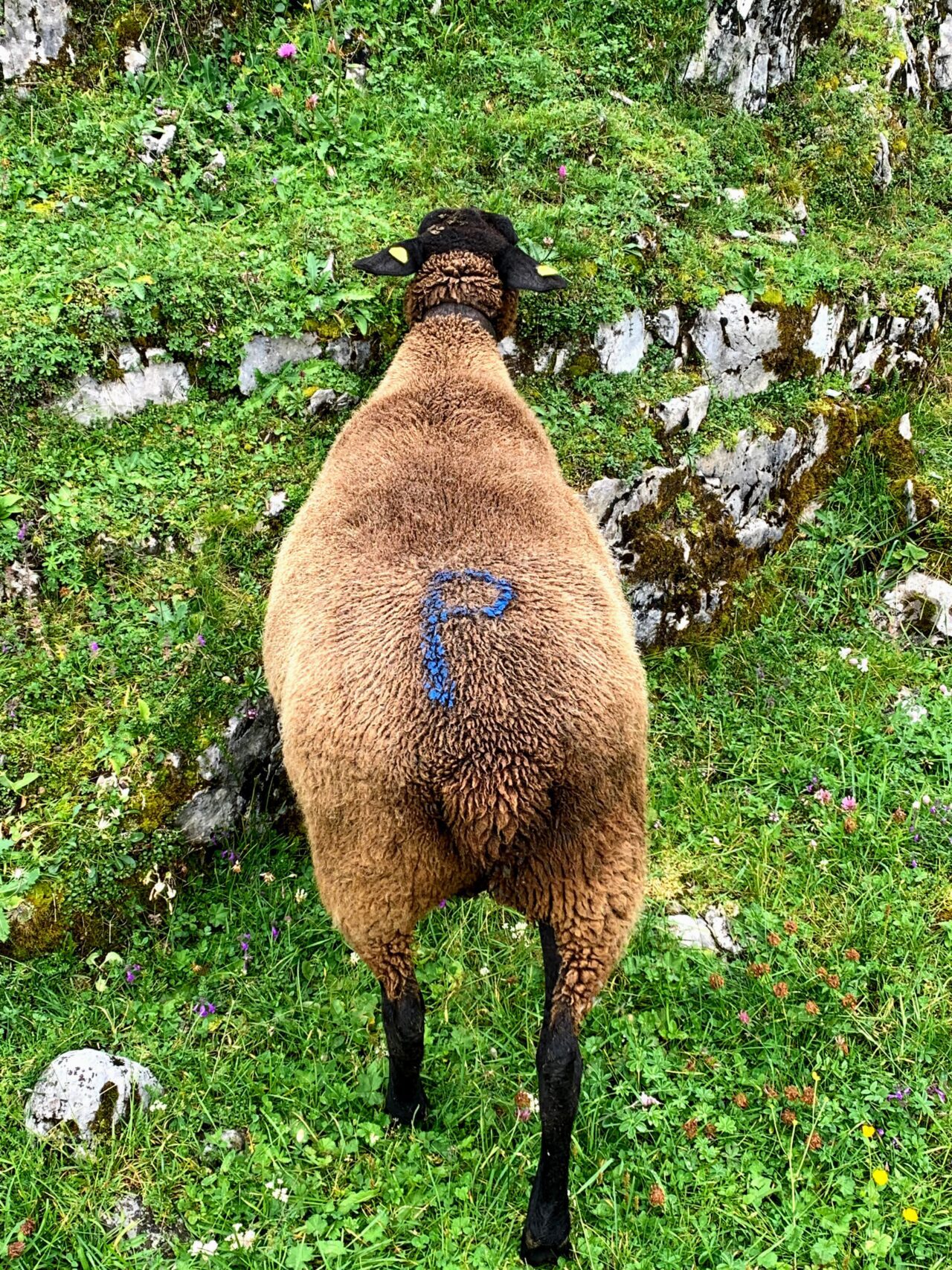 wanderung_glattalphuette