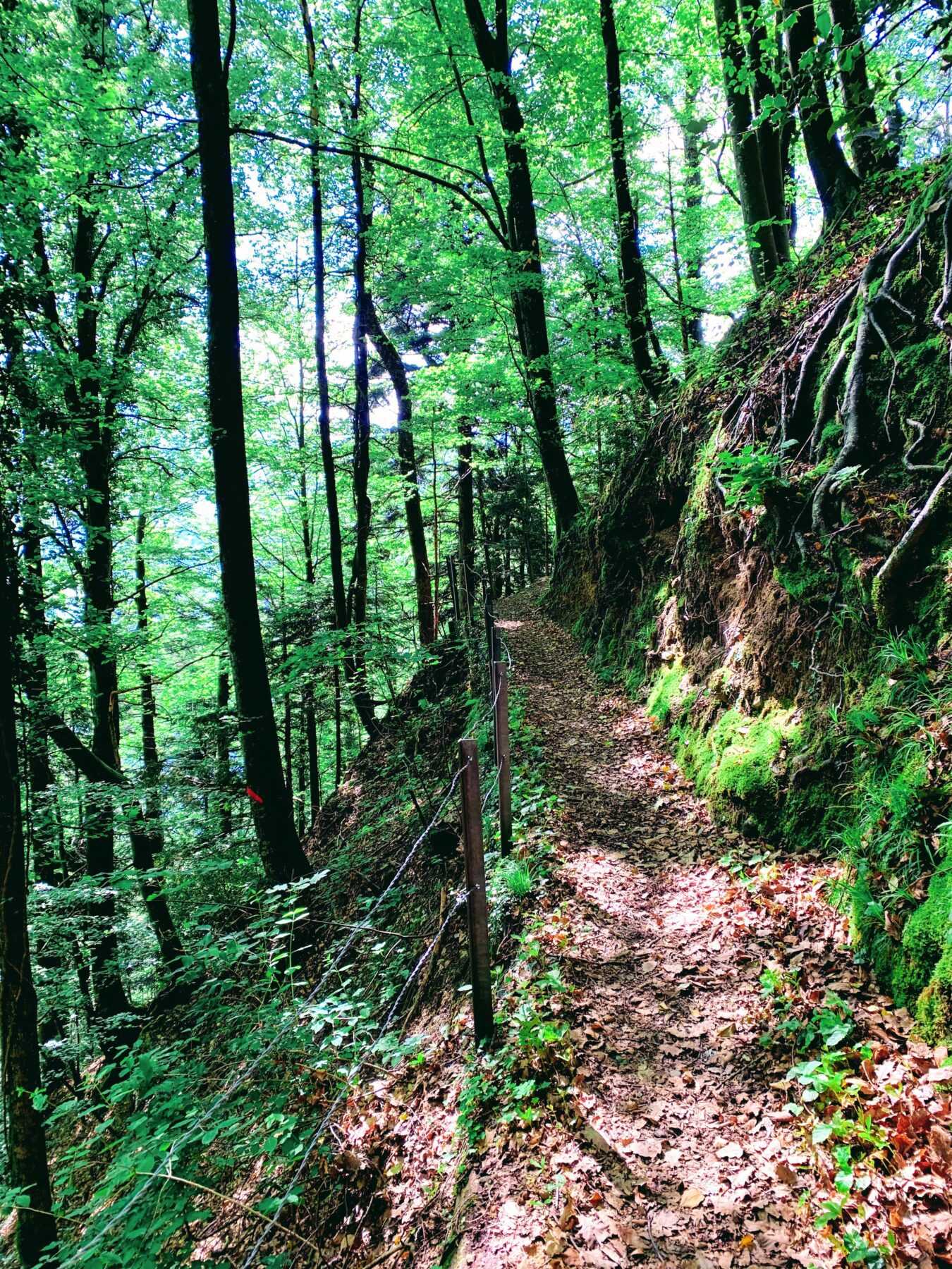 wanderung_waldstaetterweg_brunnen_vitznau_