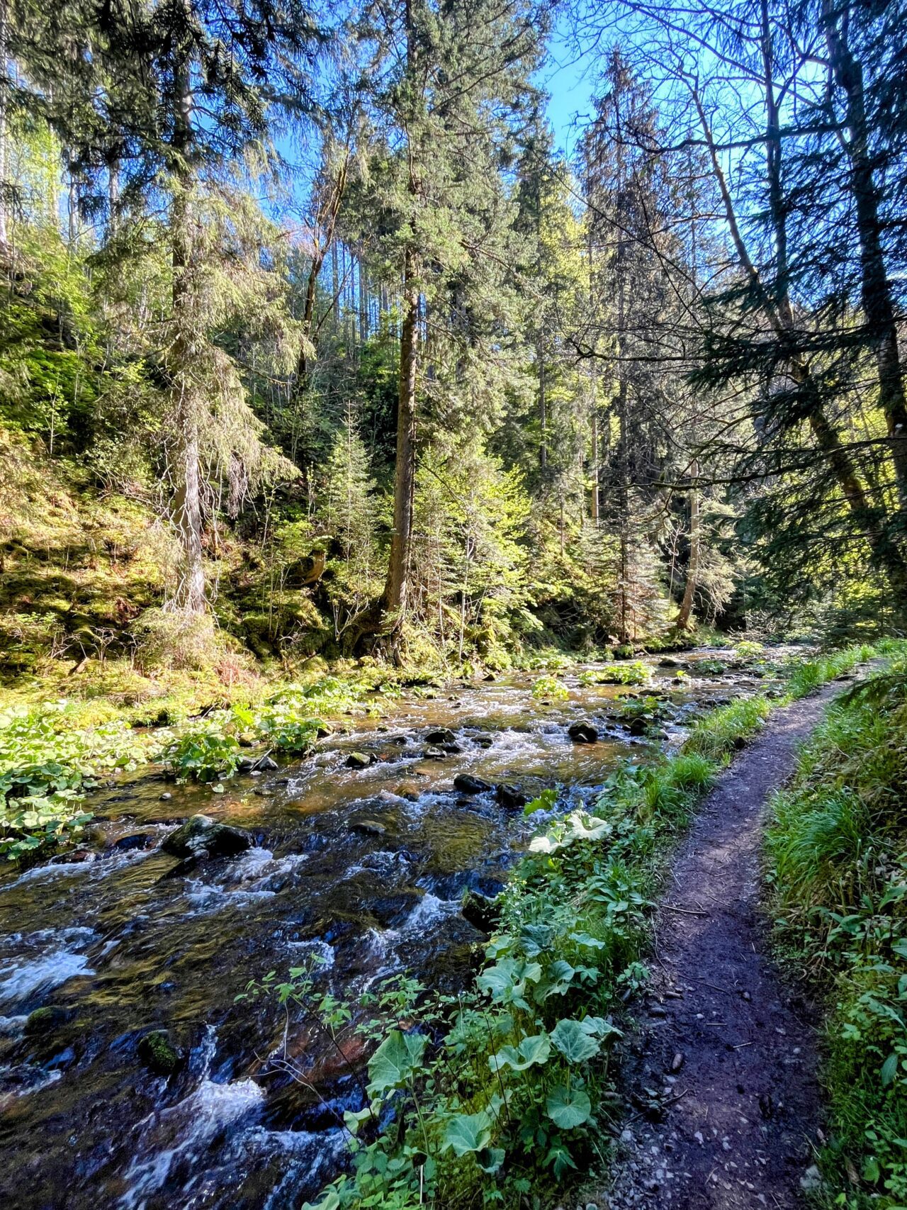 wanderung_schluchtensteig_schwarzwald_