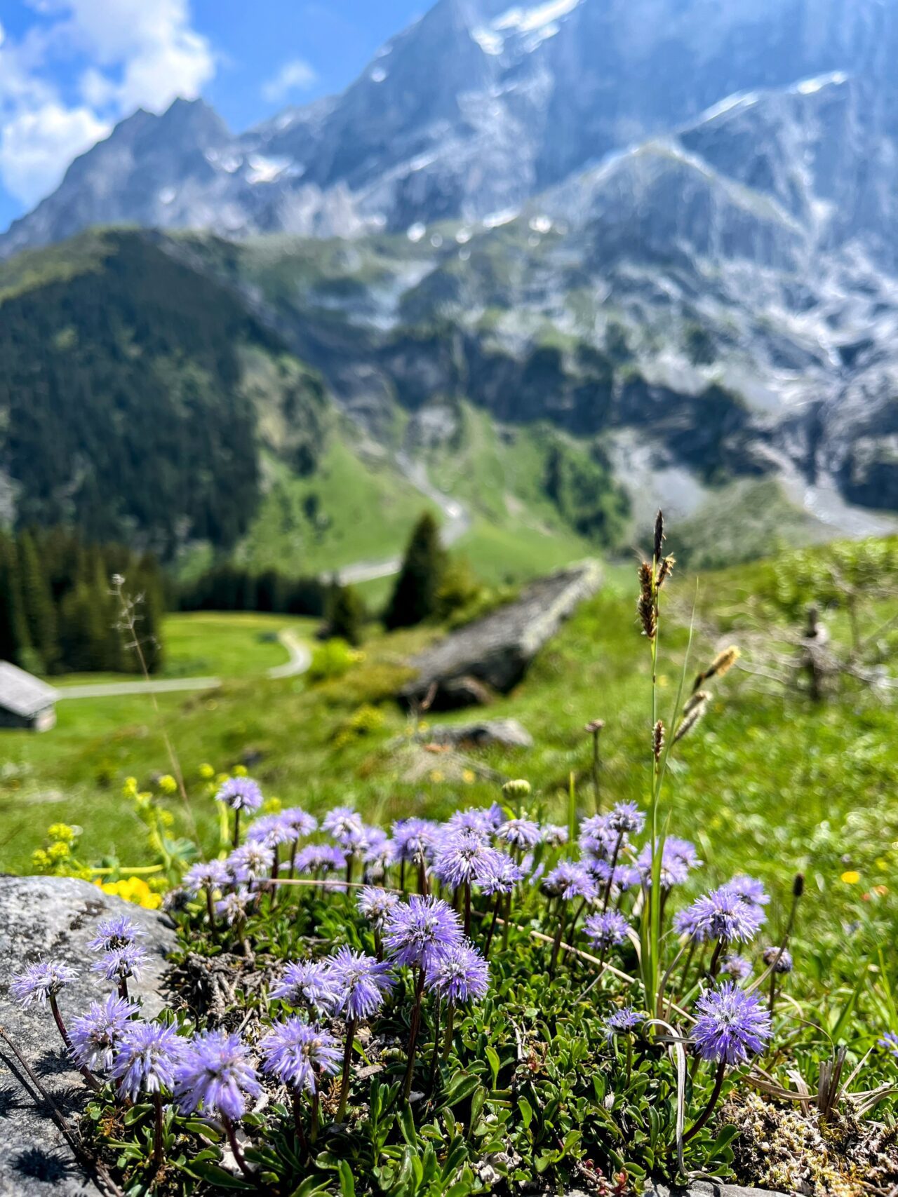 wanderung_via_alpina_meiringen_grindelwald_