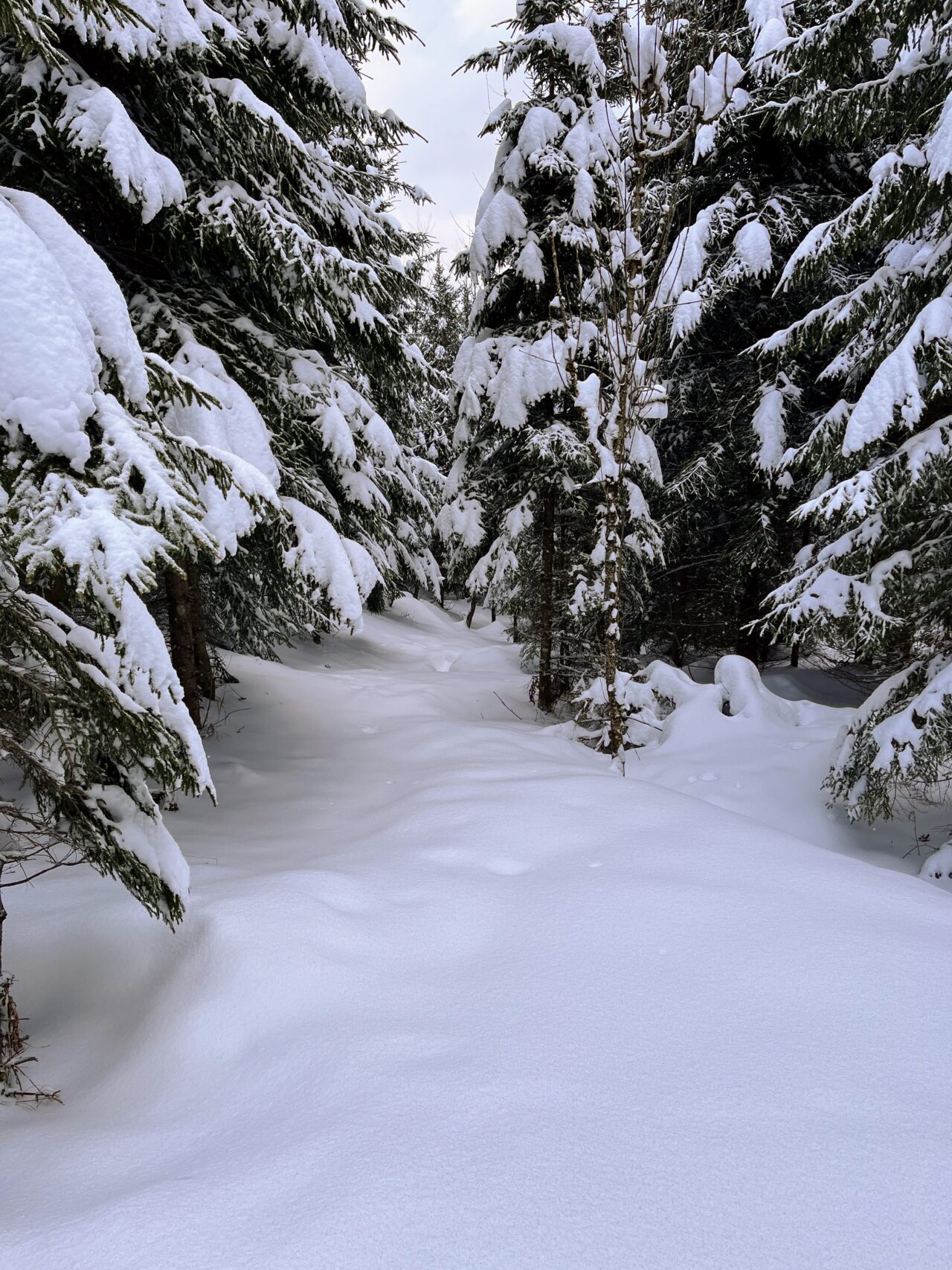 schneeschuhtour_sattelegg_
