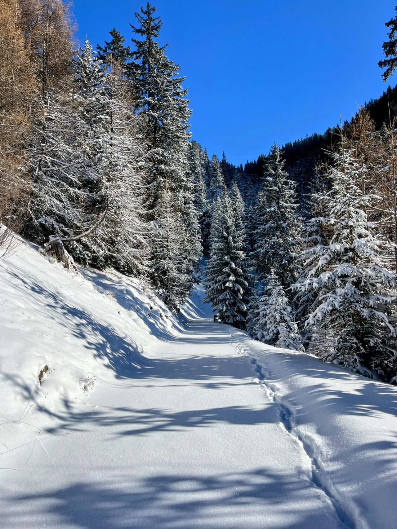 schneeschuhtour_alp_flix_573_schweizmobil__IMG_6254