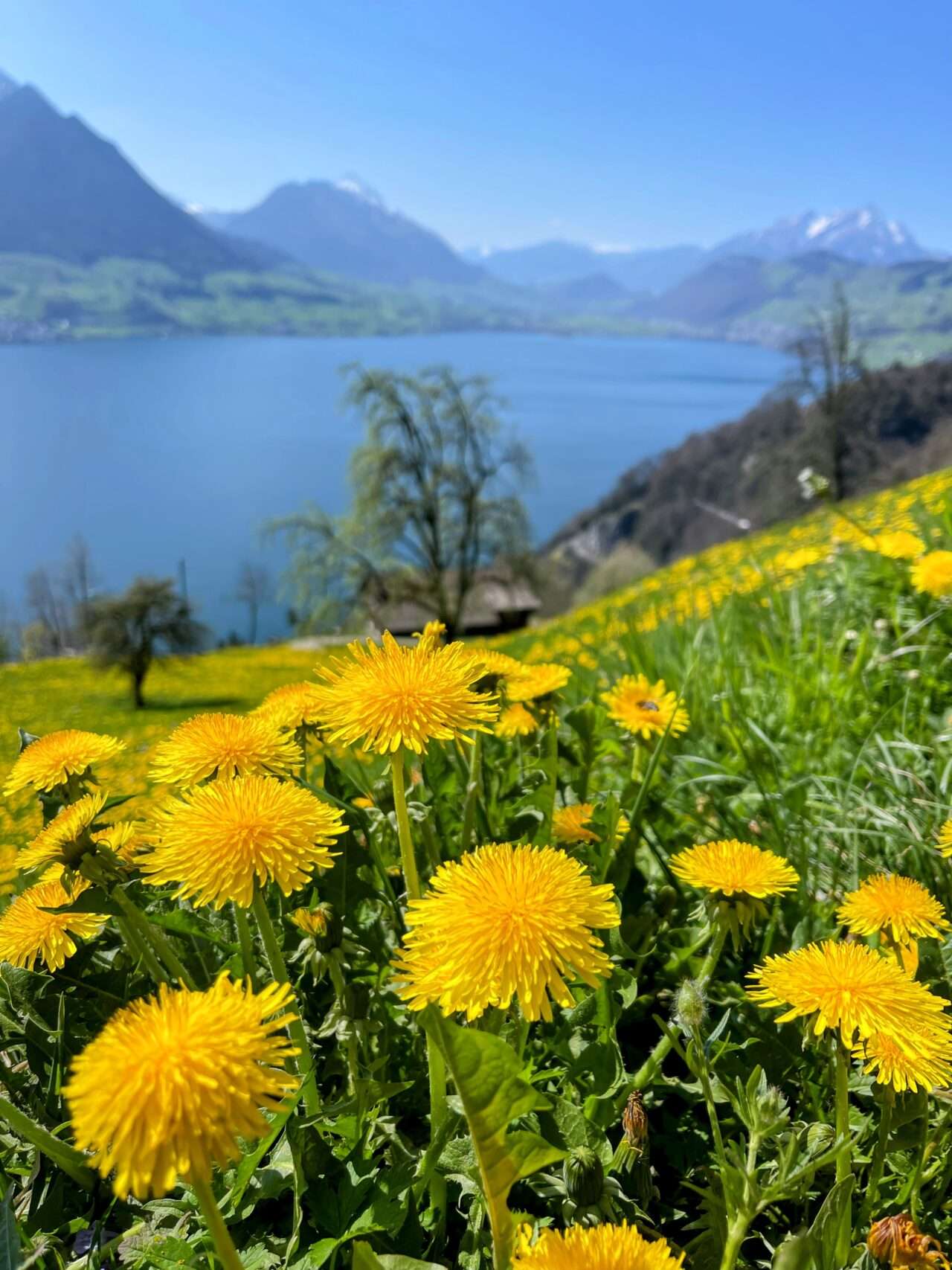 wanderung_vitznau_gersauerstock_vitznauerstock_