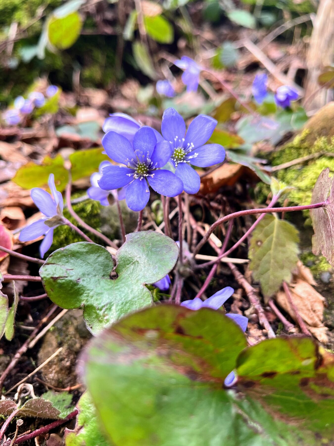 wanderung_gnipen_wildspitz_