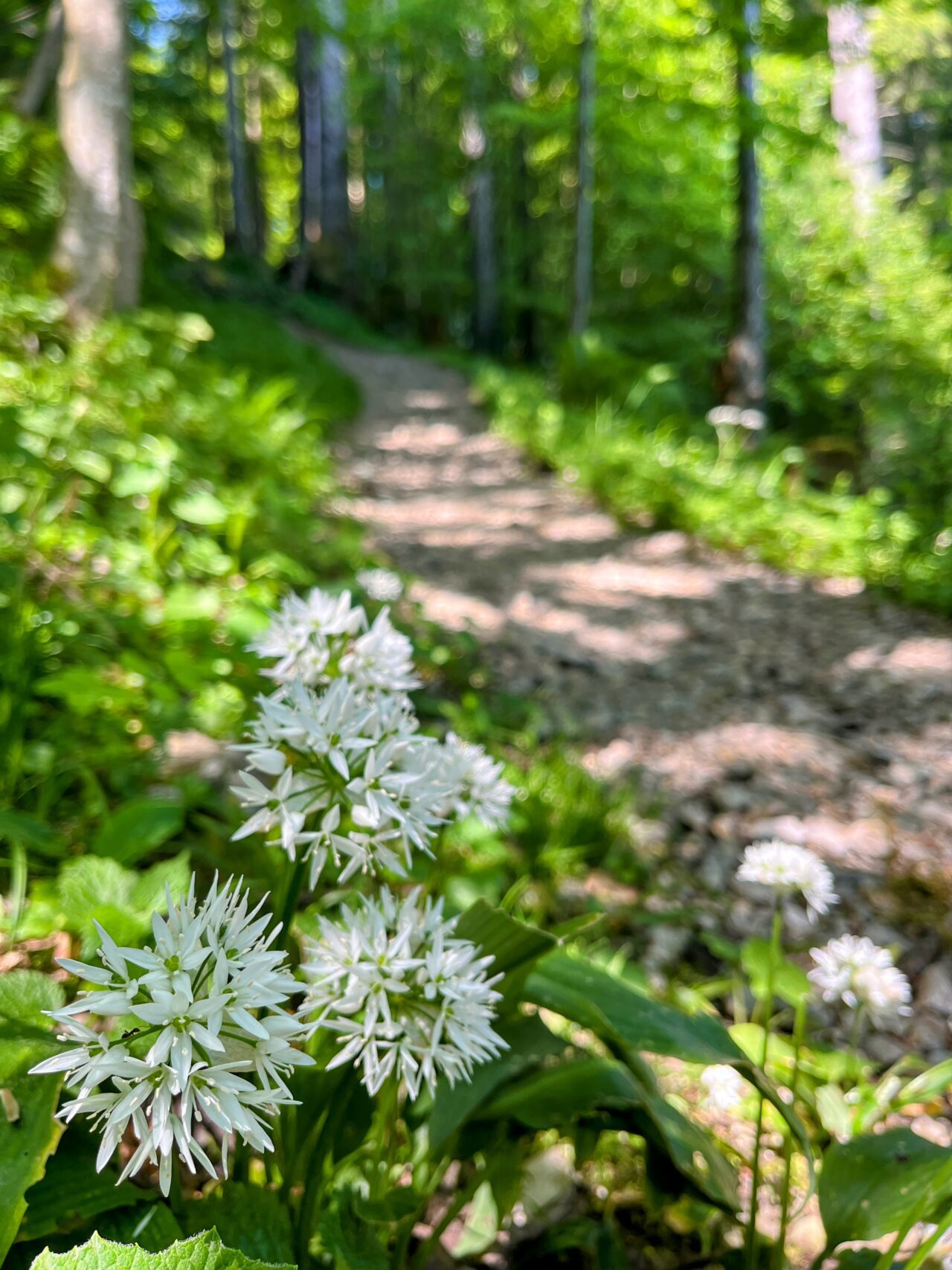 wanderung_niederbauen_chulm_