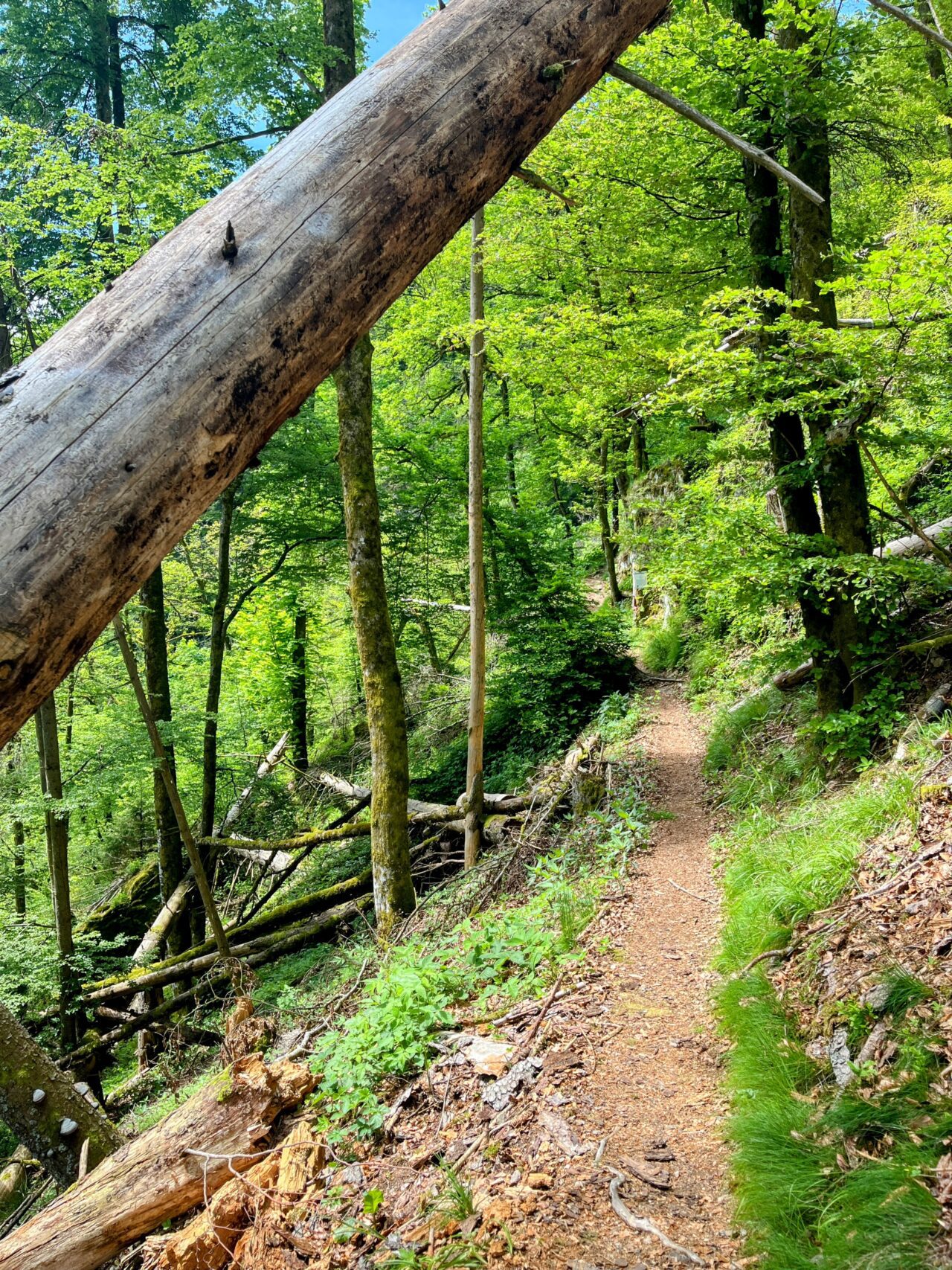 wanderung_schluchtensteig_schwarzwald_