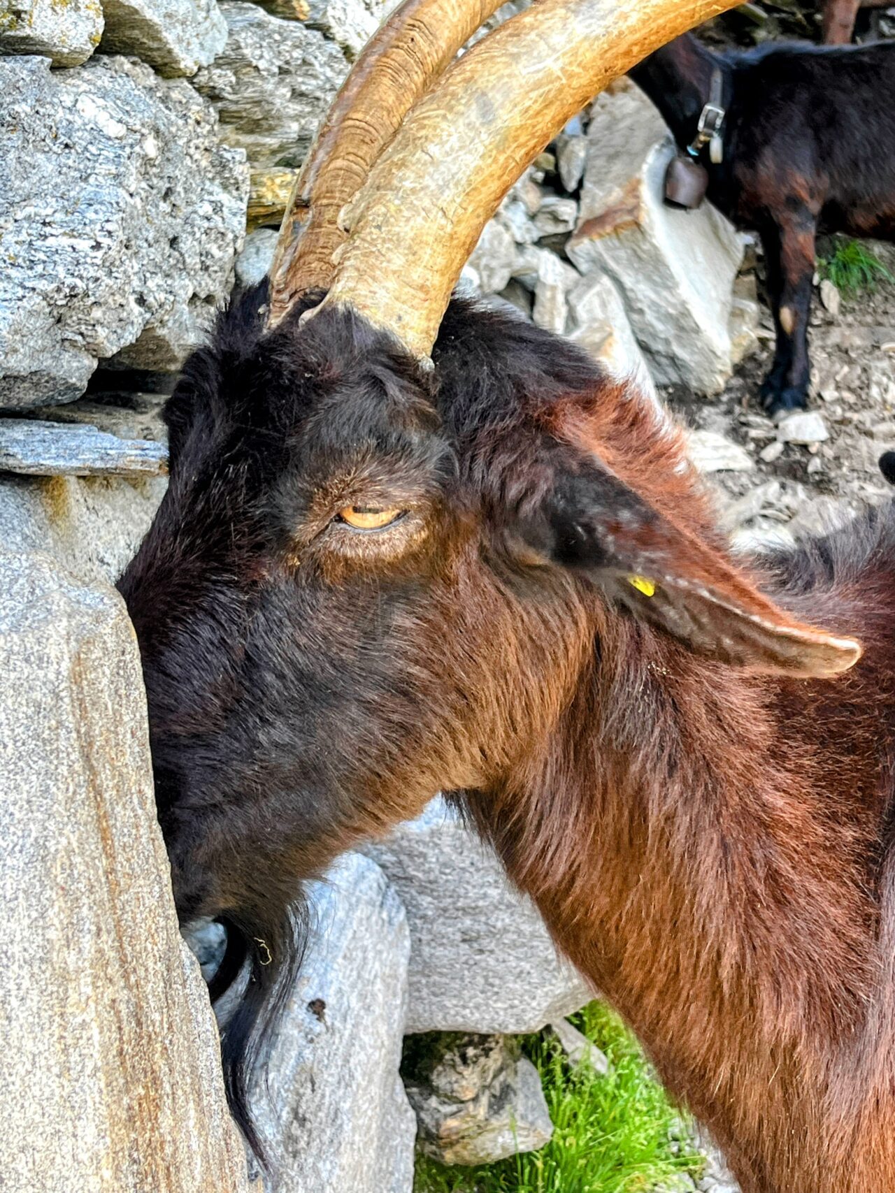 Wanderung_Alta_Via_Vallemaggia_Cimetta_Nimi_Brione_