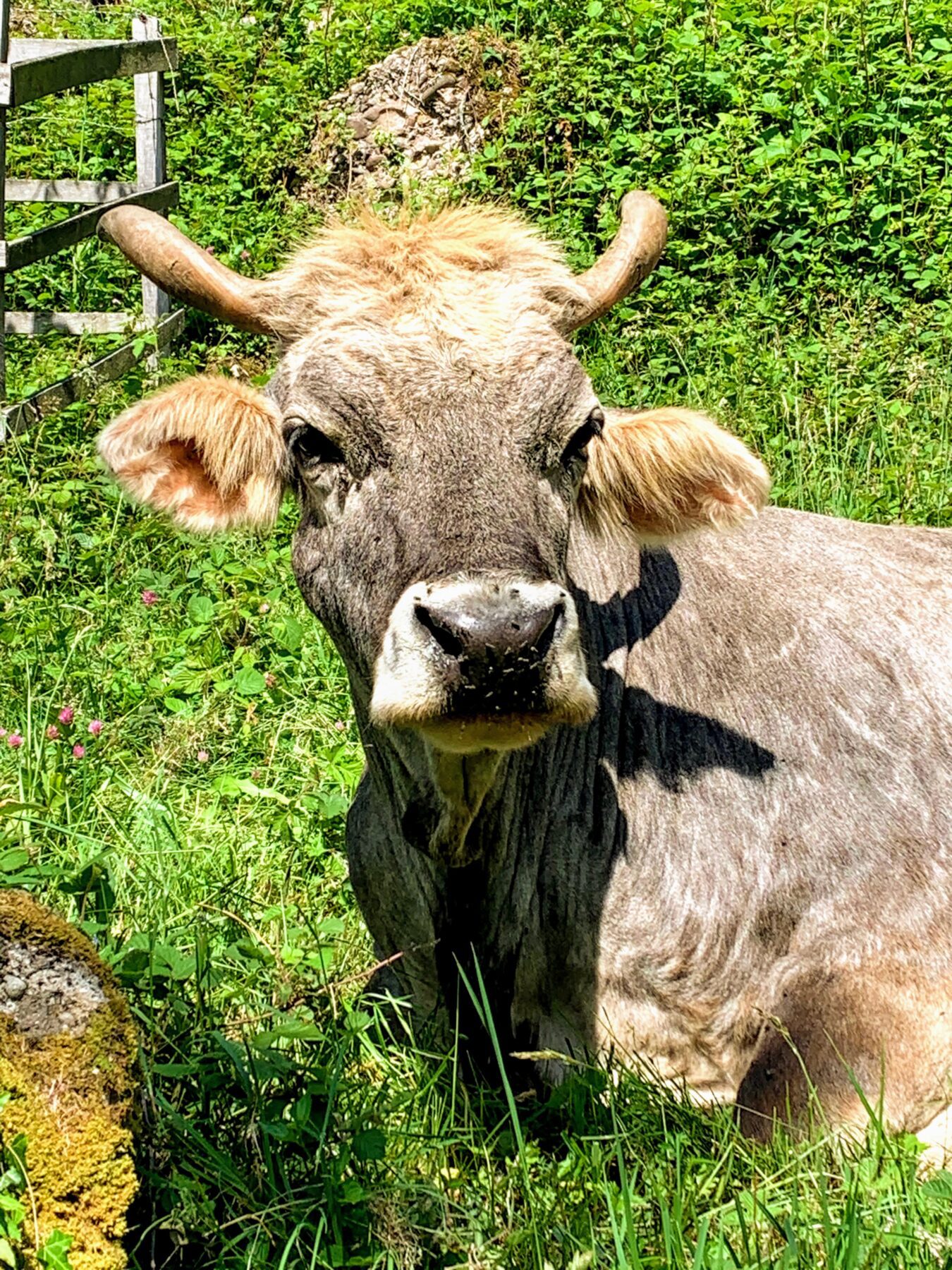 wanderung_waldstaetterweg_vitznau_kuesnacht_am_rigi_