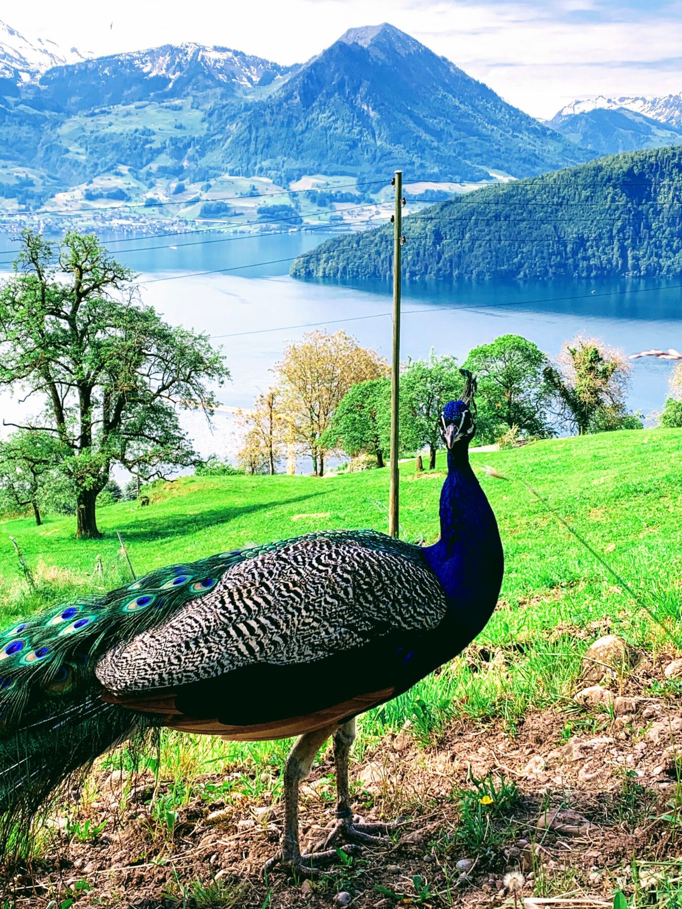 wanderung_waldstaetterweg_vitznau_kuesnacht_am_rigi_