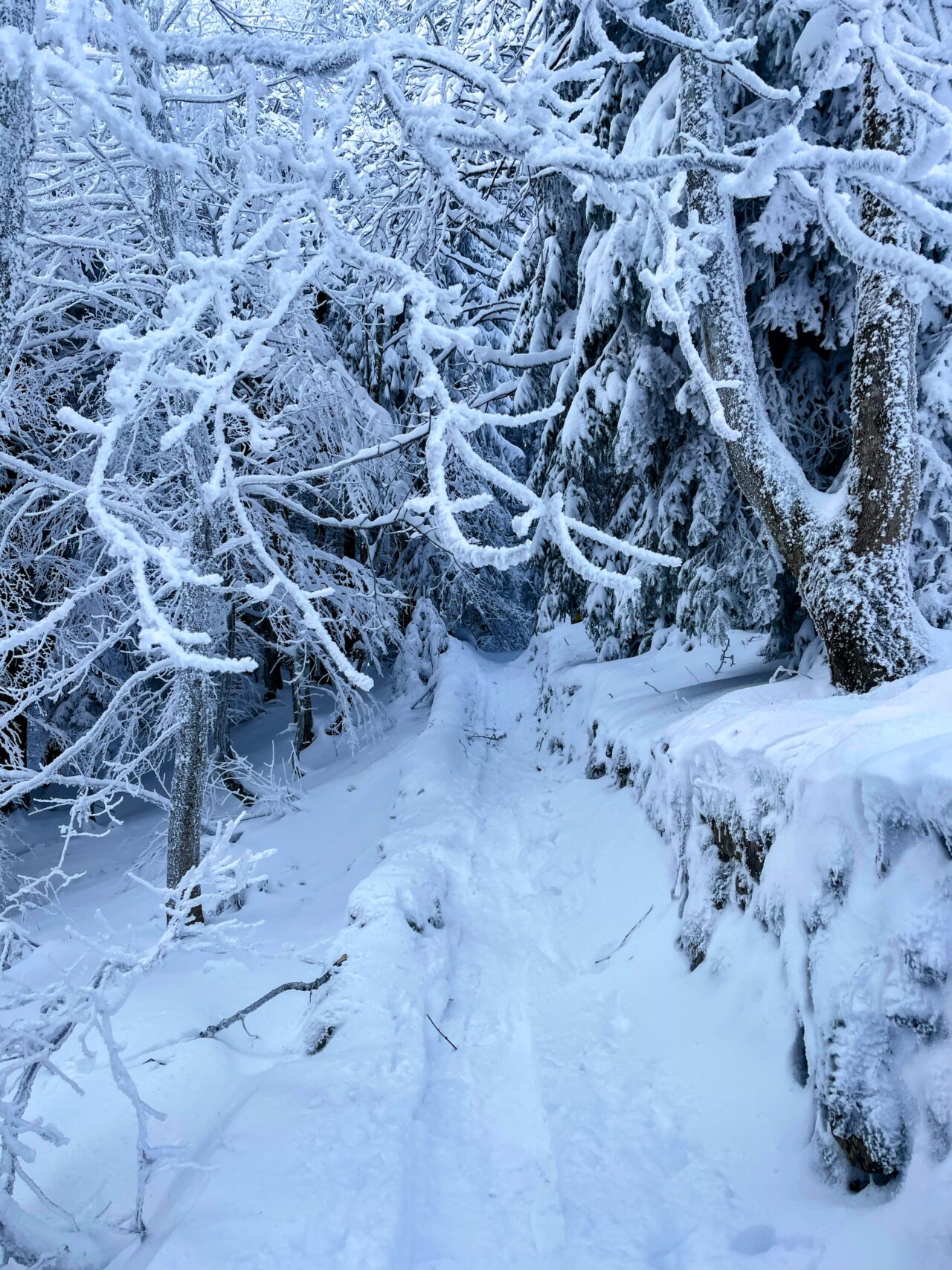 schneeschuhwanderung_rieden_tanzboden_