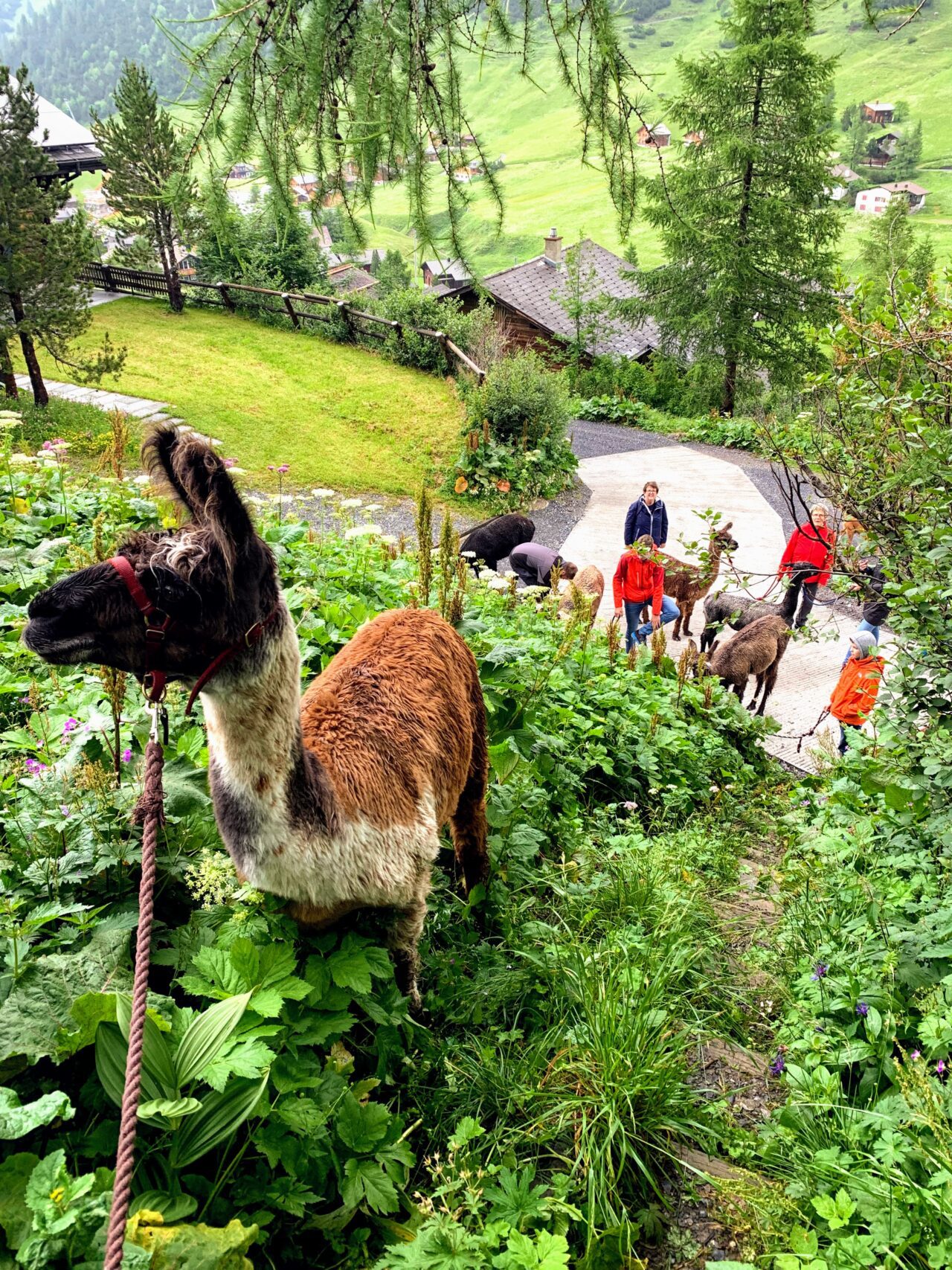 lamatrekking_malbun_