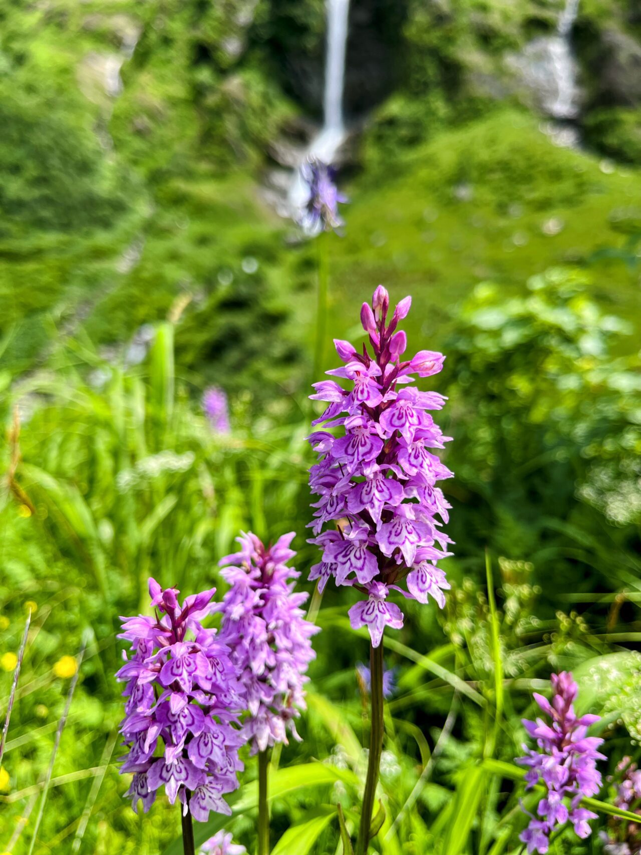 wanderung_bristen_hüfihütte_