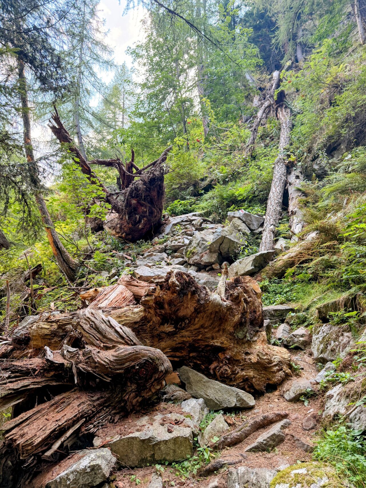 wanderung_sentiero_alpino_bregaglia_sciorahuette_sasc_furae_huette__IMG_0504
