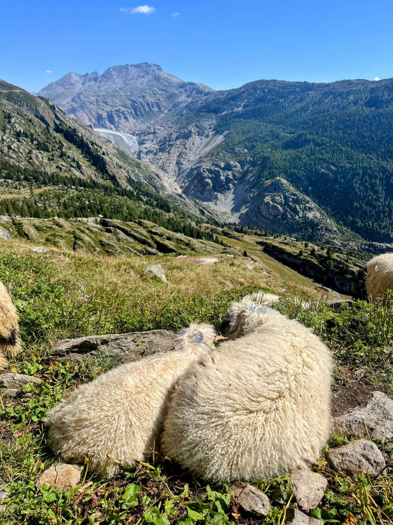 wanderung_oberaletschhuette_