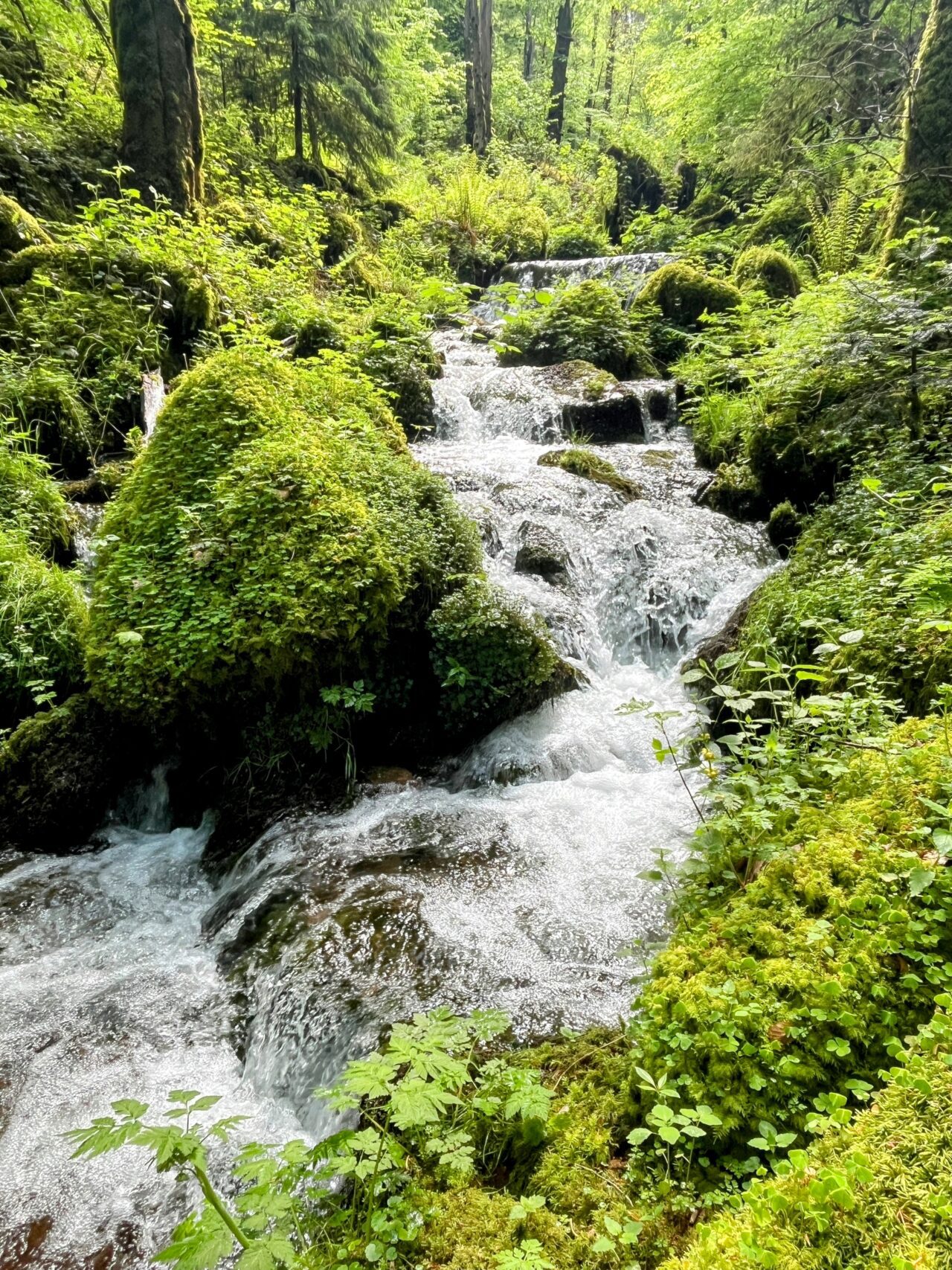 wanderung_schluchtensteig_schwarzwald_