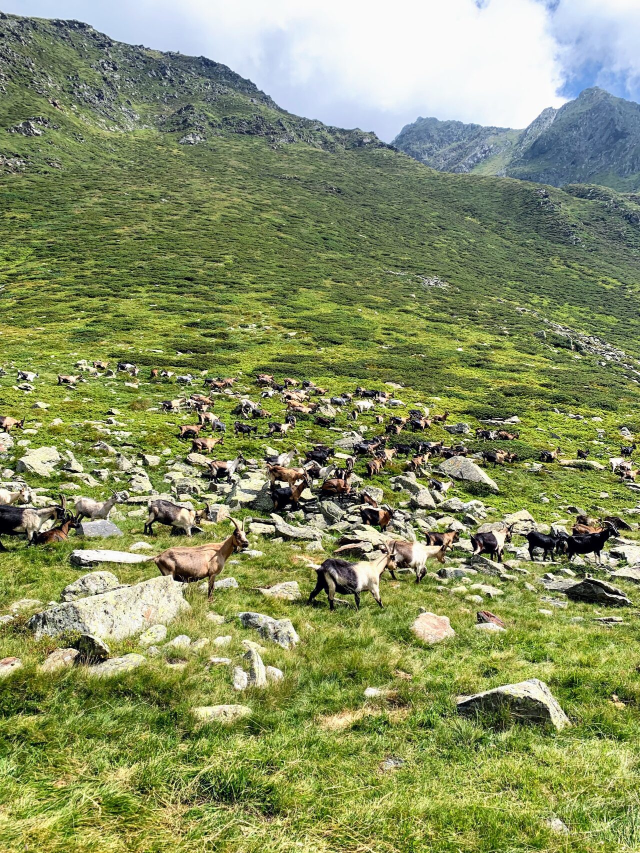 alpenueberquerung_mit_kindern_tag_8_timmelsjoch_pfandleralm_