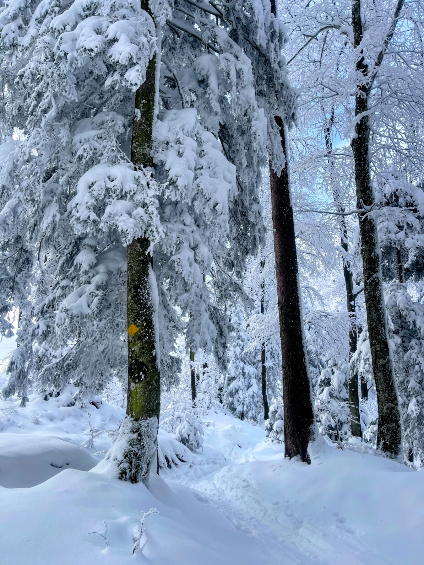 schneeschuhwanderung_rieden_tanzboden_