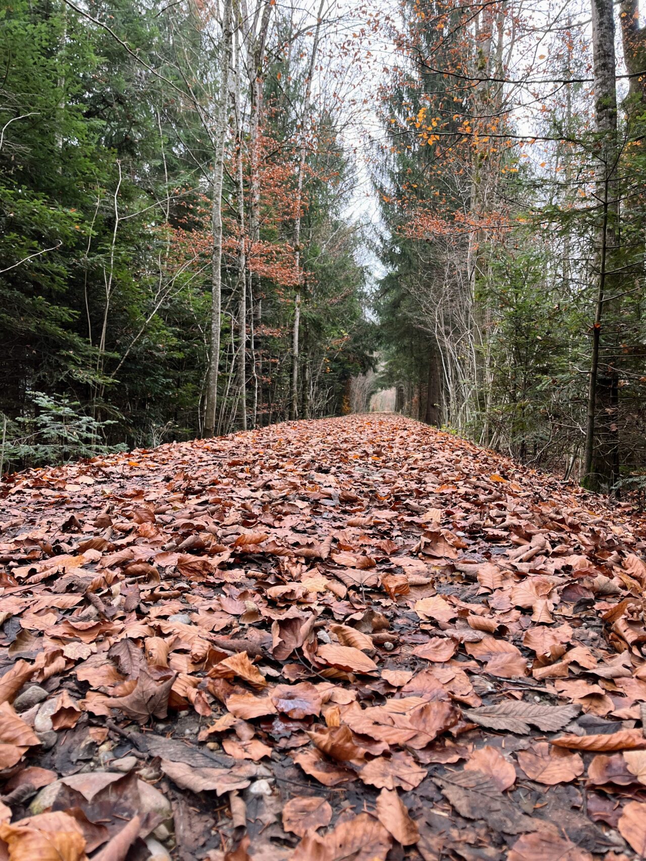 trans-swiss-trail-etappe-12-und-13-luetzelfluh-langnau-eggiswil-
