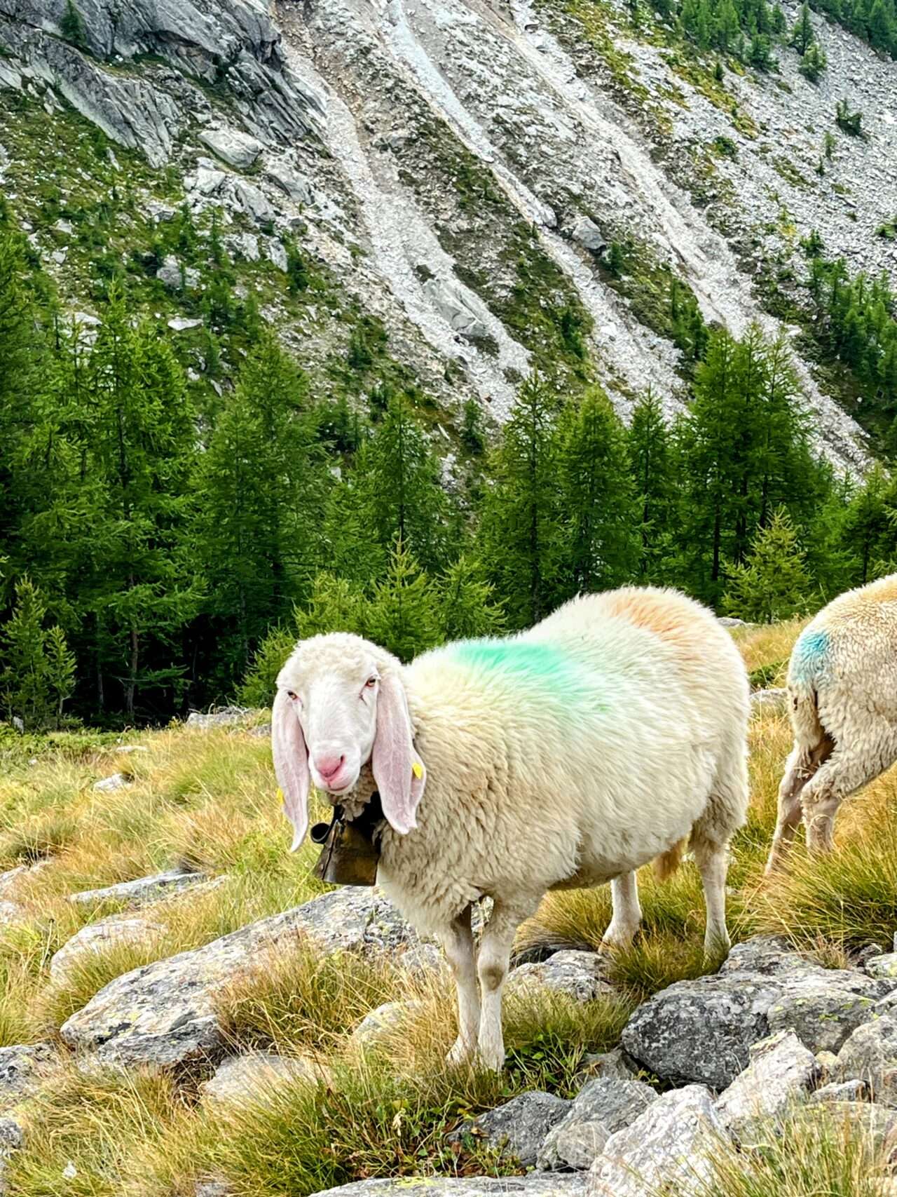 wanderung_saaser_huettentour_tag_1_kreuzboden_almagellerhuette_