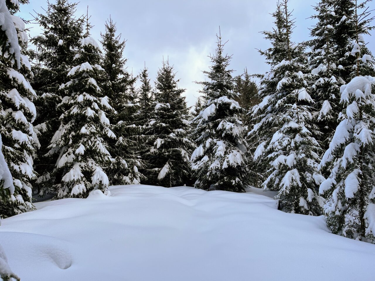 schneeschuhwanderung_sattel_