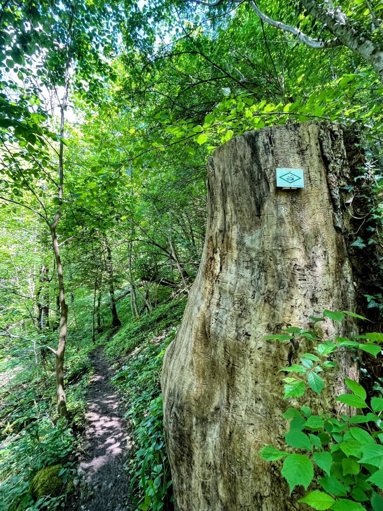 wanderung_schluchtensteig_schwarzwald_