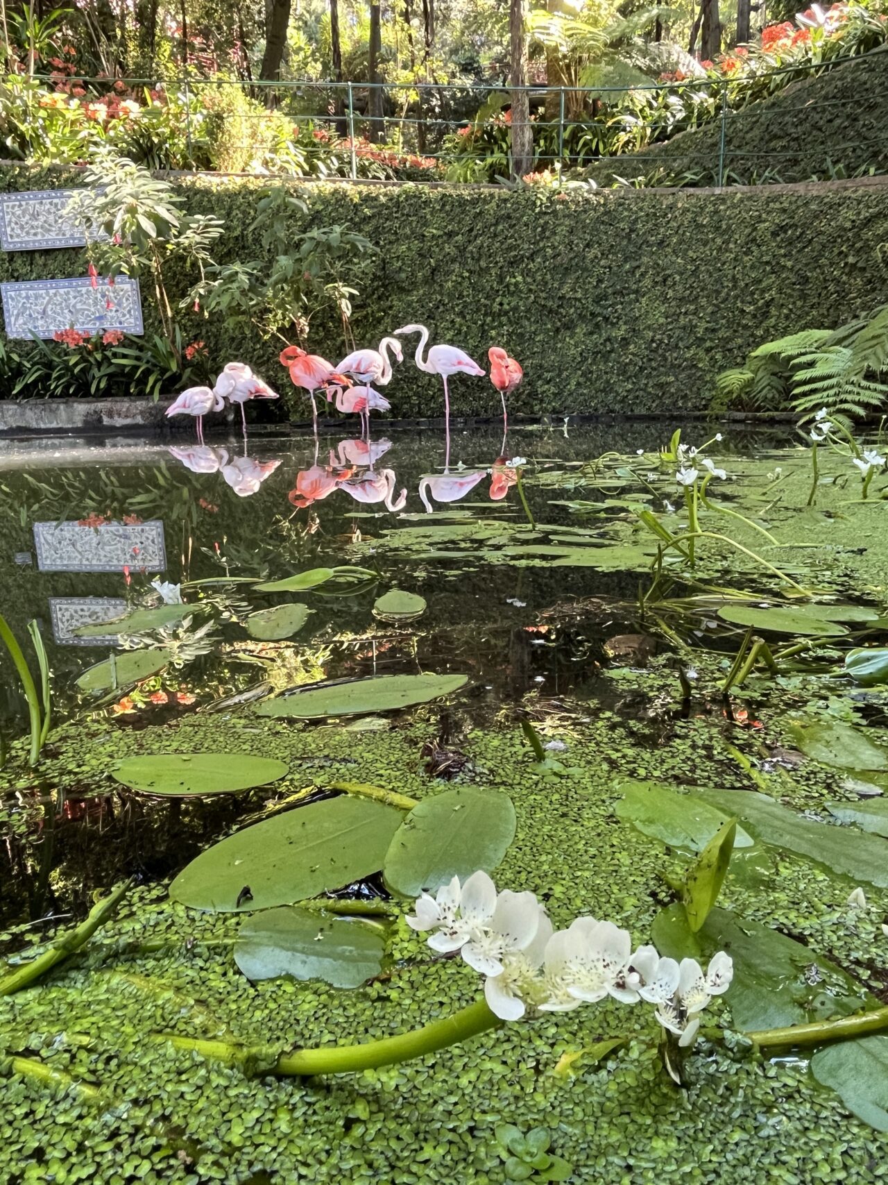 wanderung_monte_botanischer_garten_funchal_
