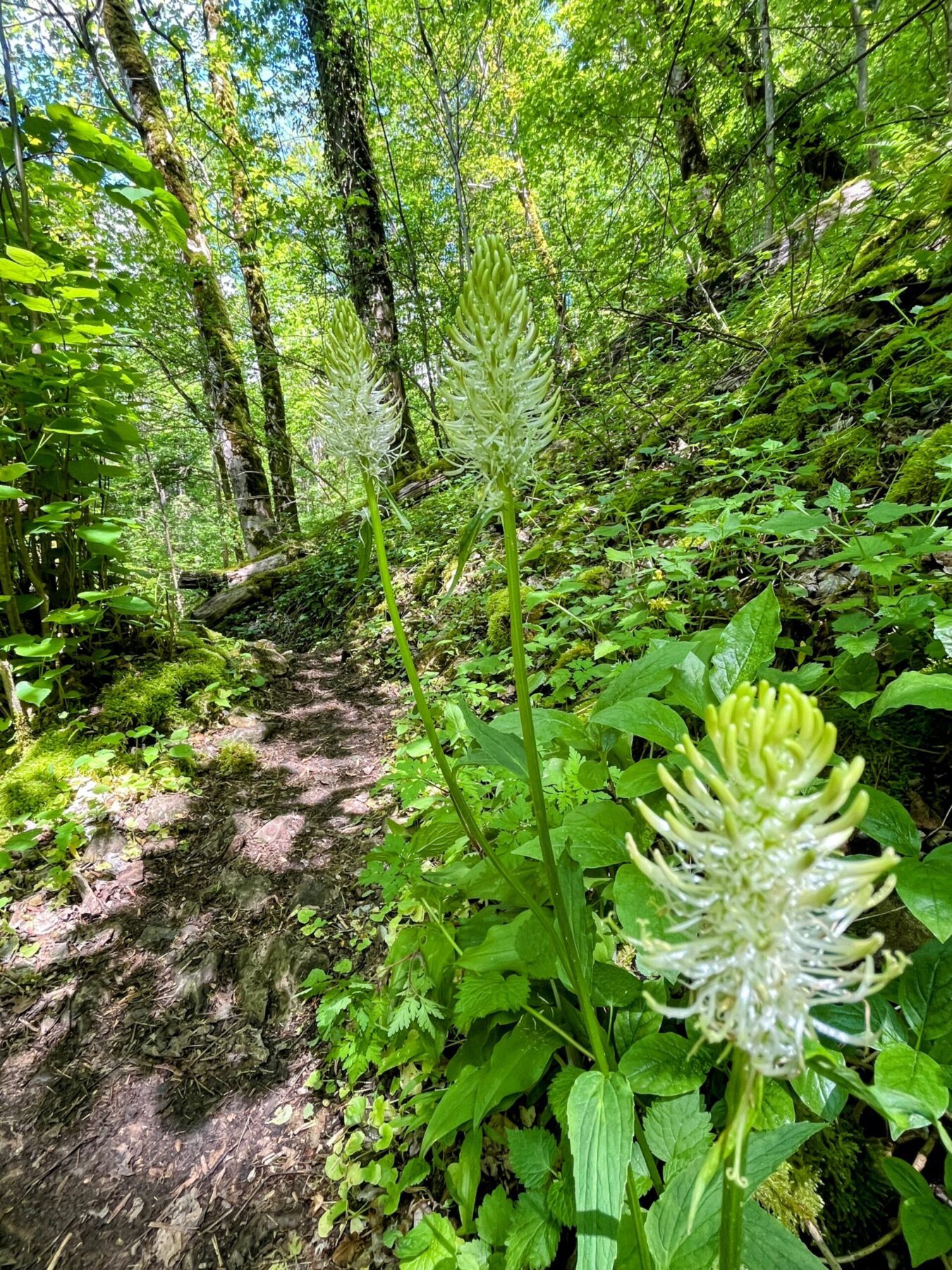 wanderung_schluchtensteig_schwarzwald_