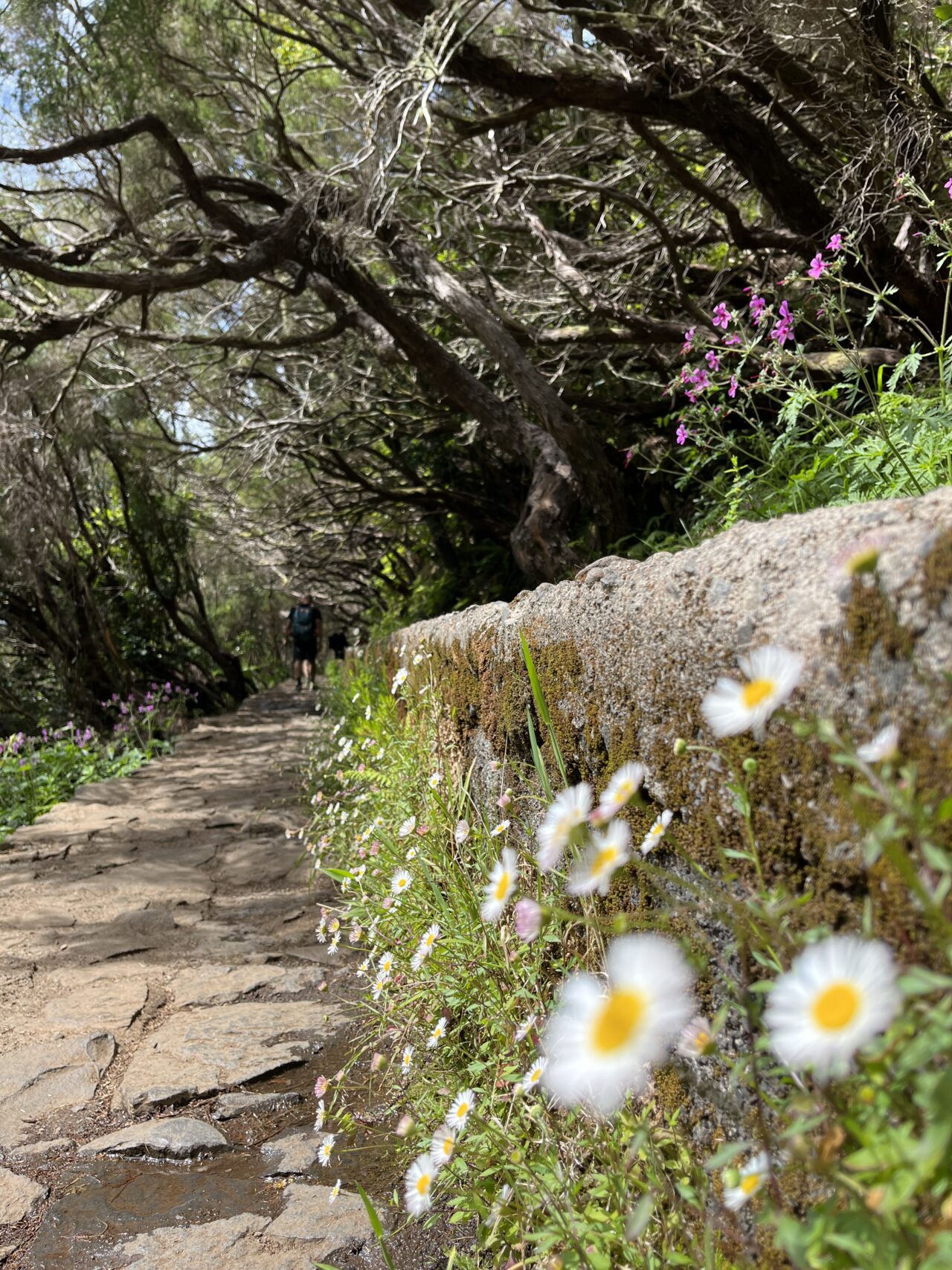 wanderung_wanderung_25_fontes_risco_