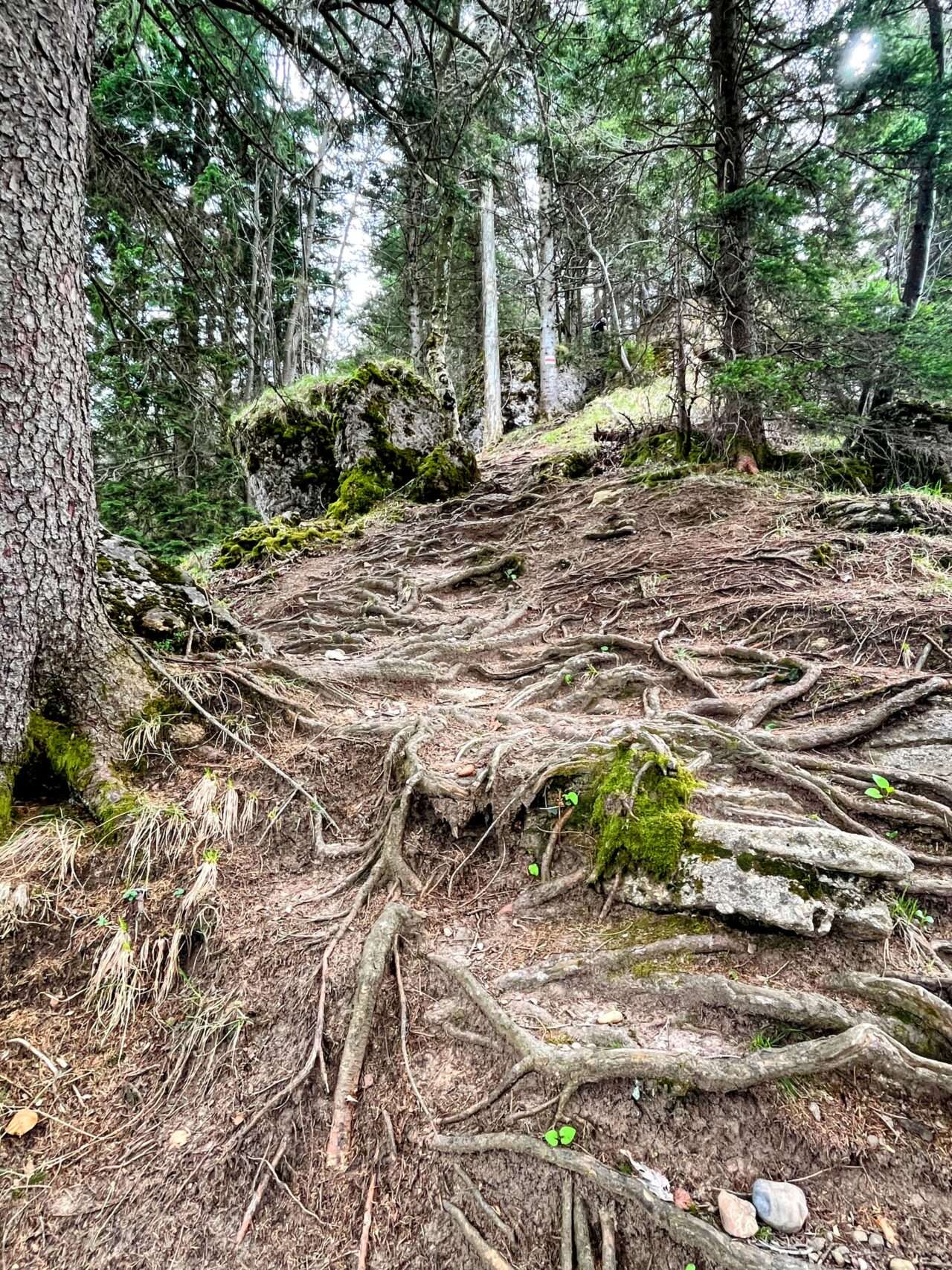 wanderung_weggis_rigi_