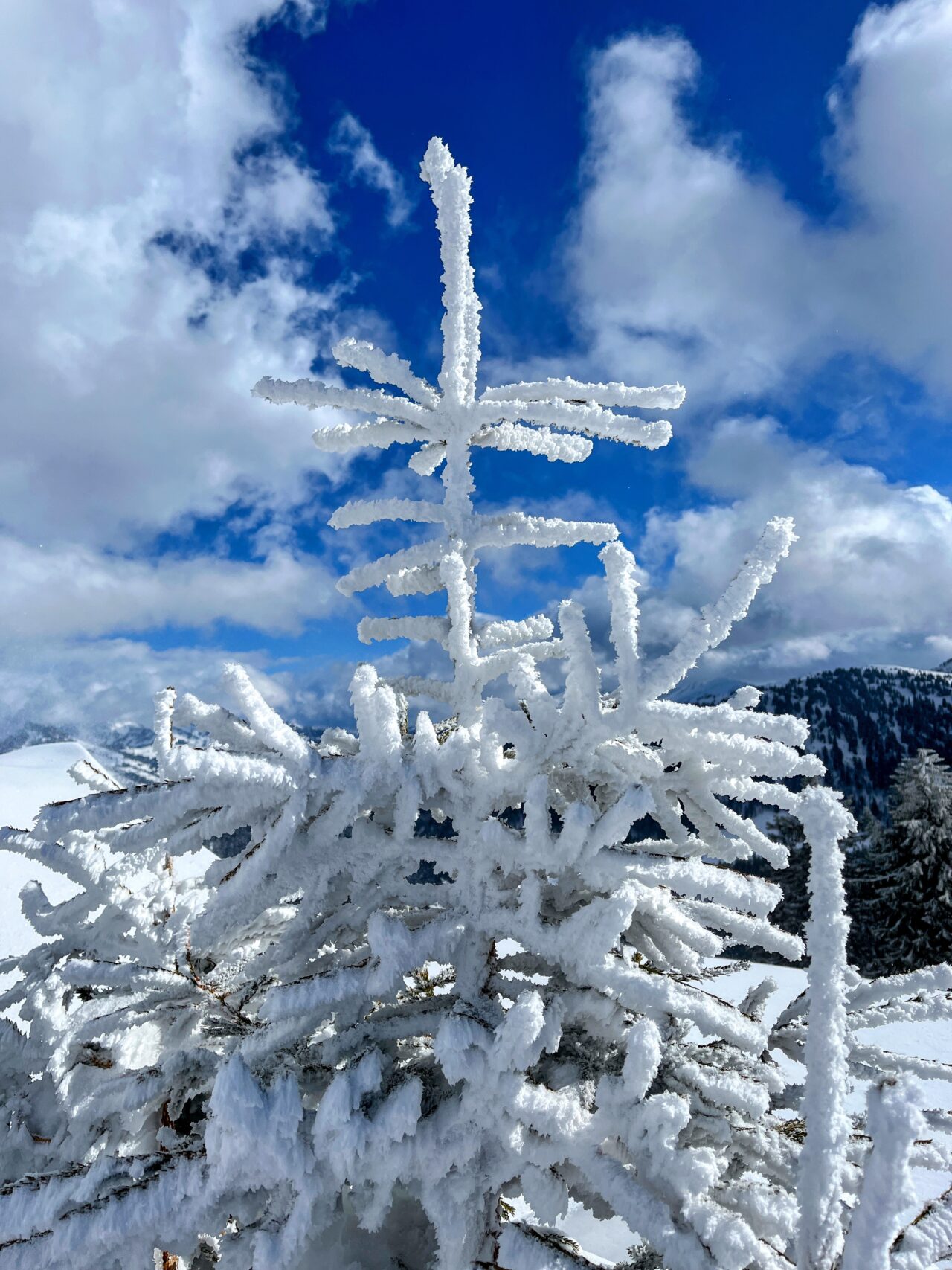 schneeschuhwandern_tanzboden__IMG_1903 (Kopie)