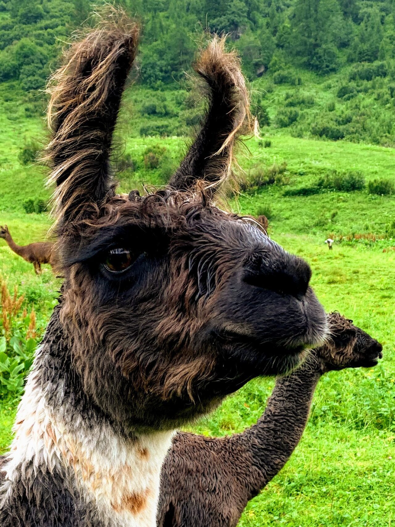 lamatrekking_malbun_