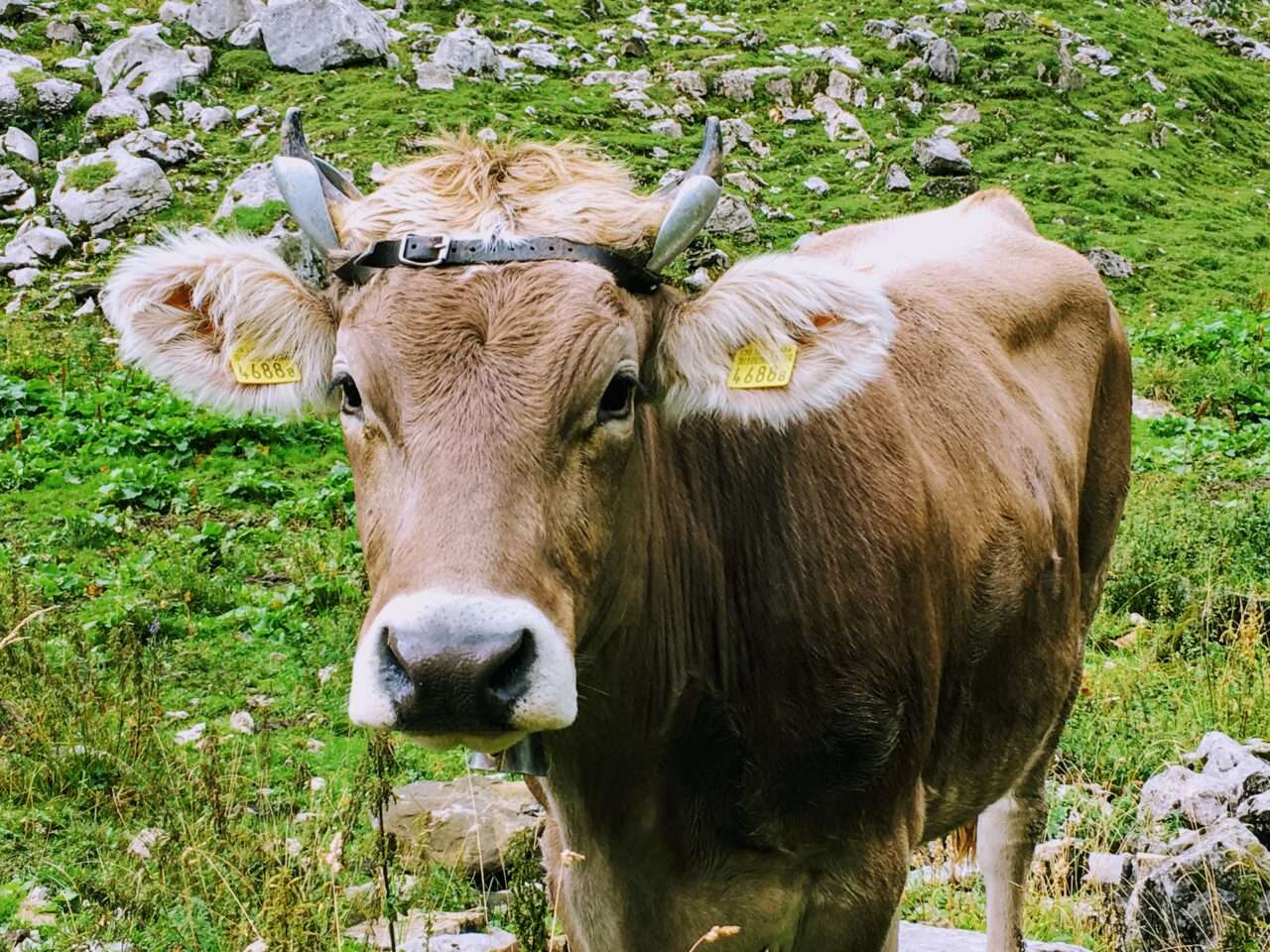 wanderung_hundsteinhuette_