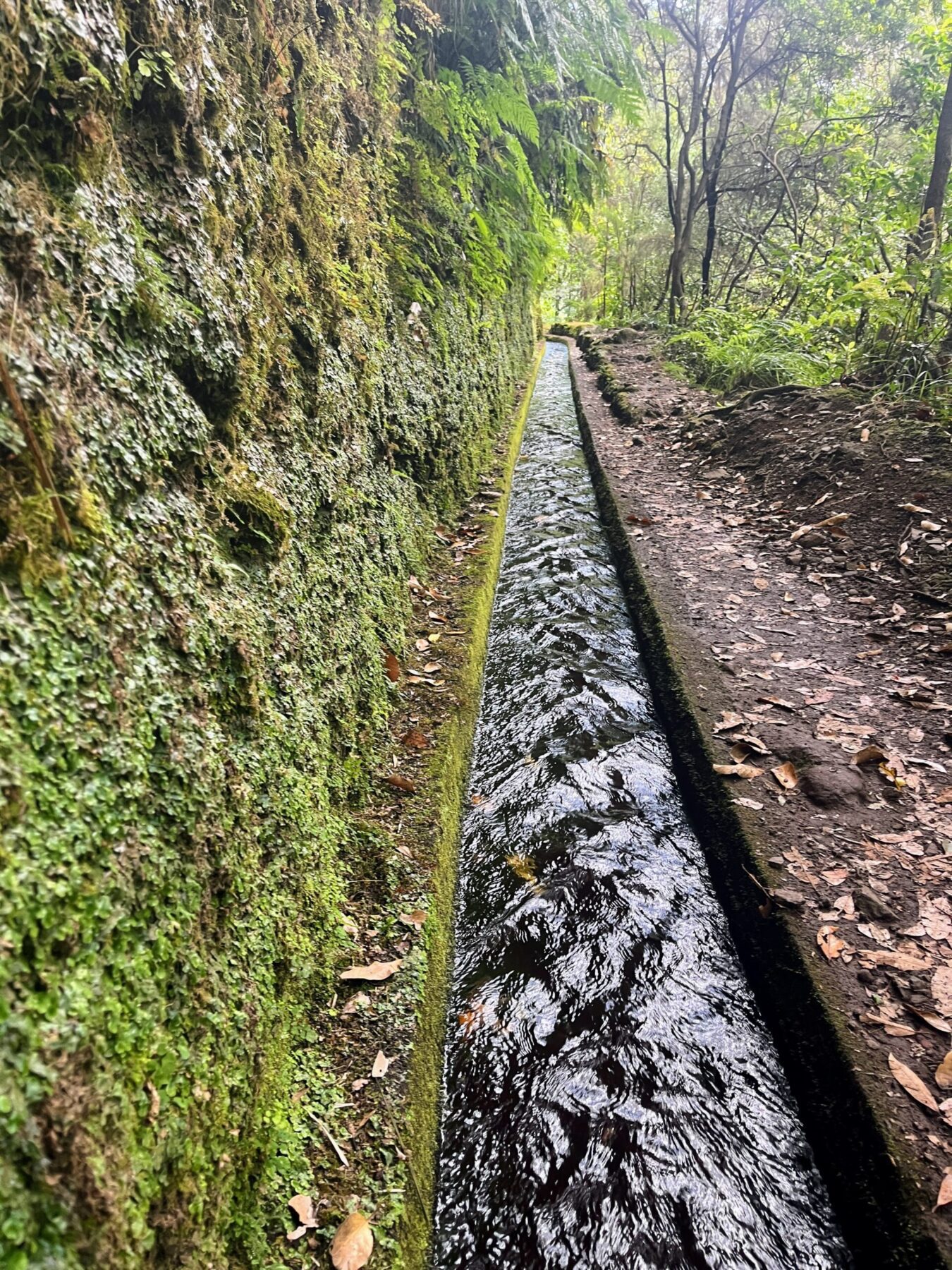 wanderung_levada_do_rei_pr18_
