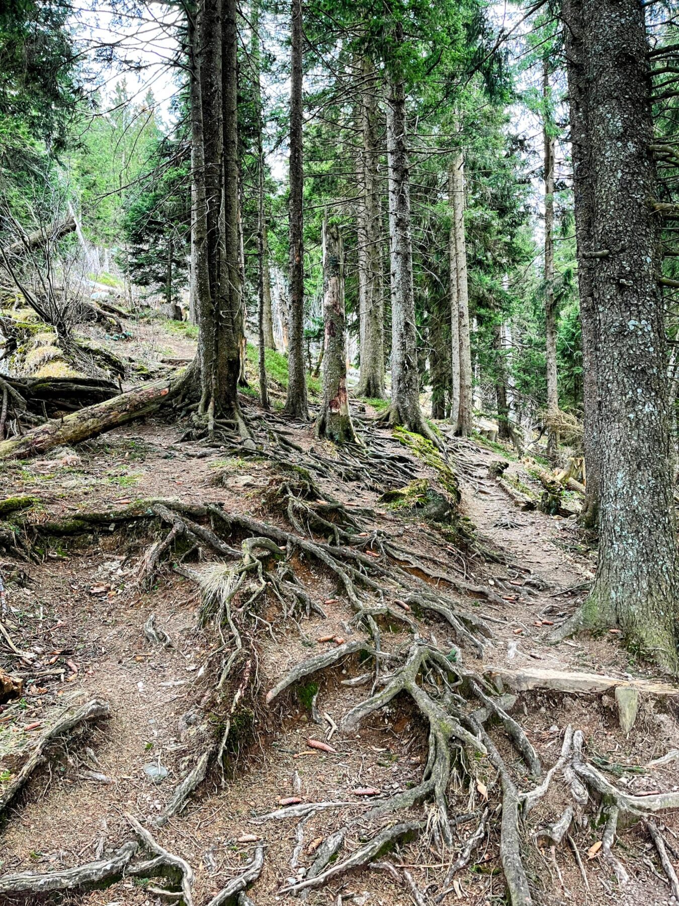 wanderung_gnipen_wildspitz_