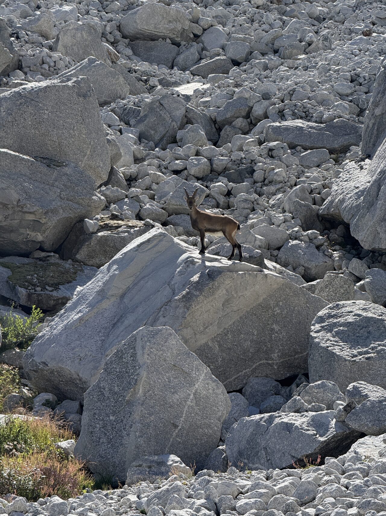 wanderung_sentiero_alpino_bregaglia_albignahuette_sciorahuette__IMG_4733