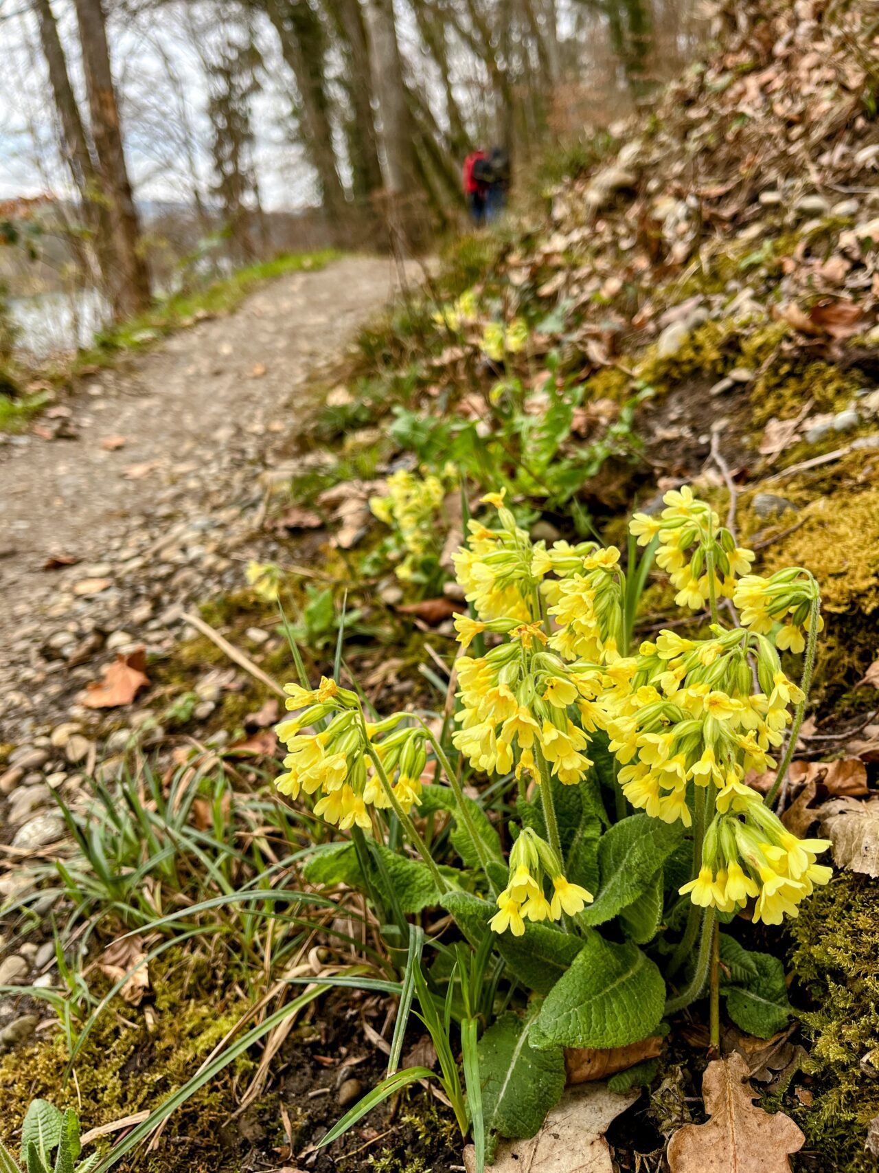 wanderung_rheinau_rheinfall_schaffhausen_