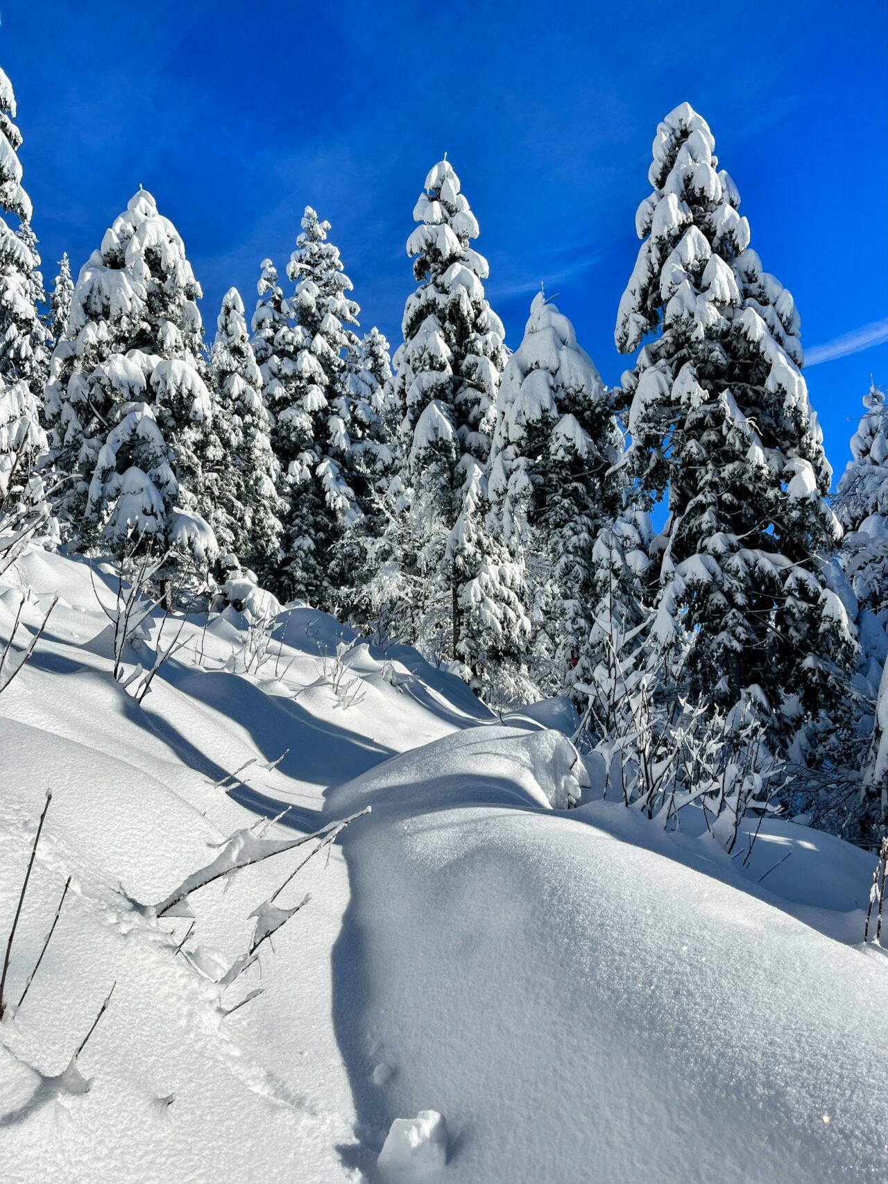 schneeschuhwanderung_rothenthurm_ahoren_biberbrugg__IMG_2359