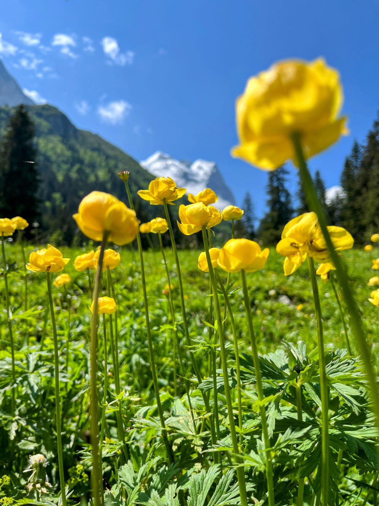 wanderung_via_alpina_meiringen_grindelwald_