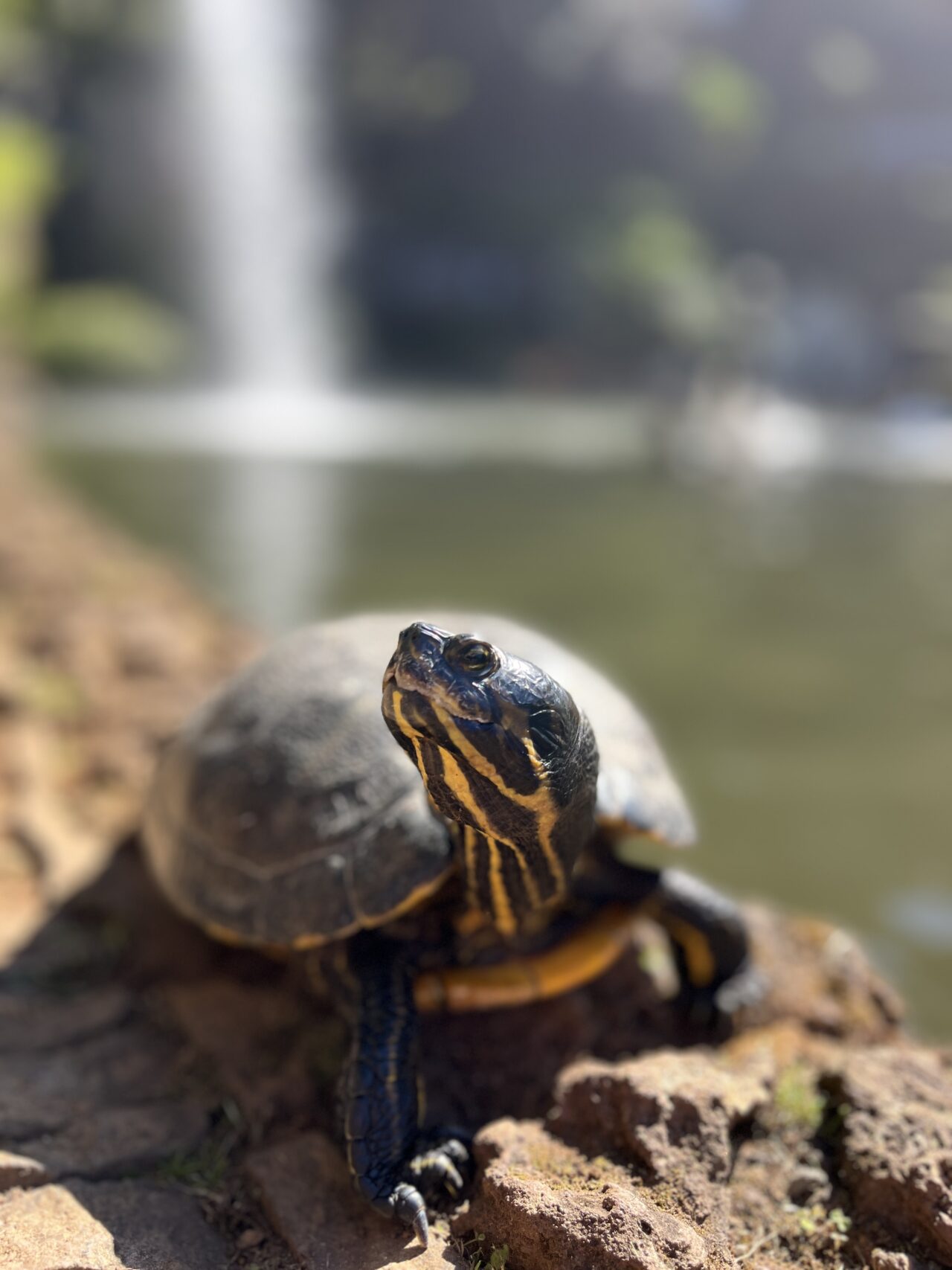 wanderung_monte_botanischer_garten_funchal_