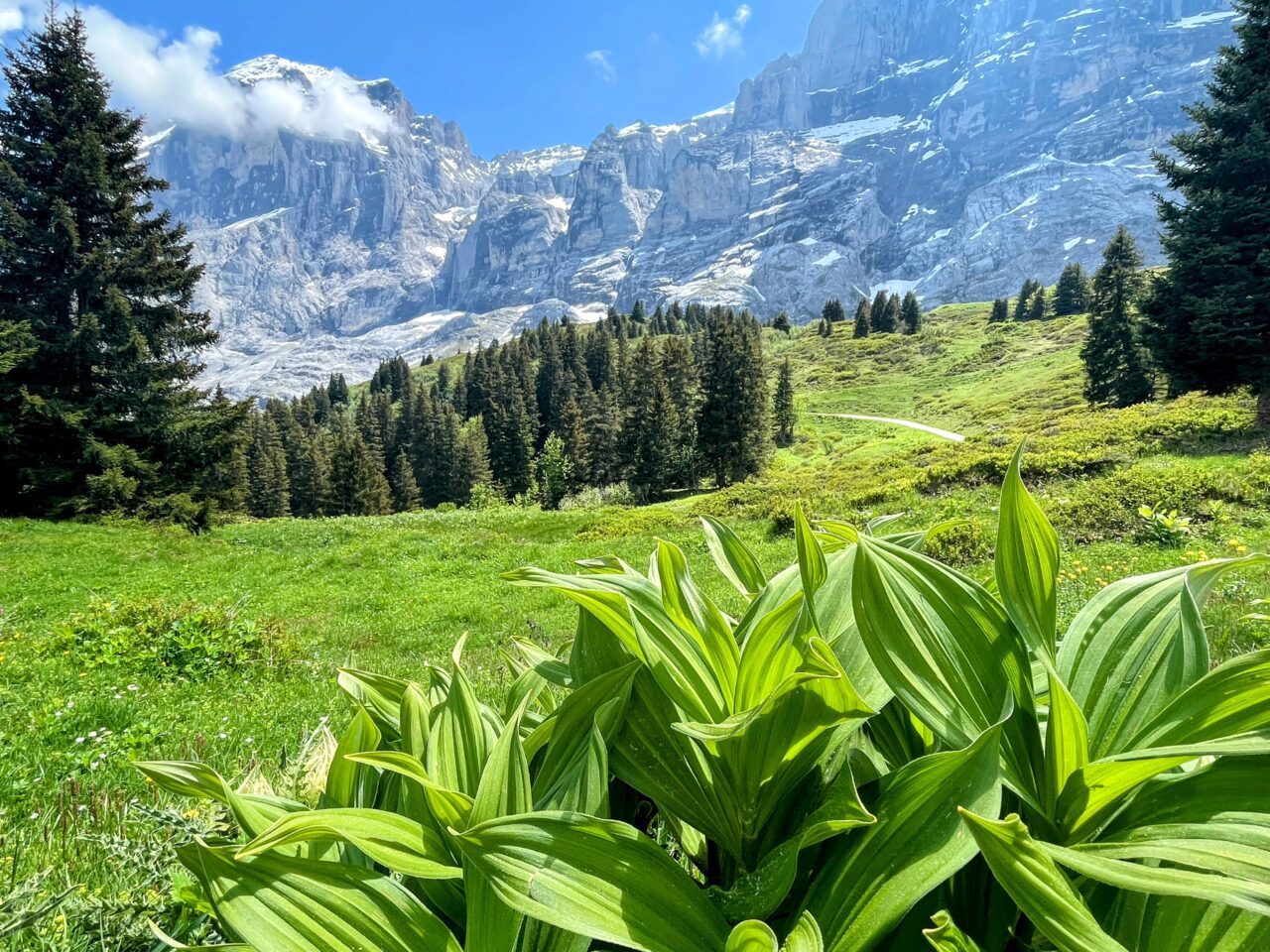 wanderung_via_alpina_meiringen_grindelwald_