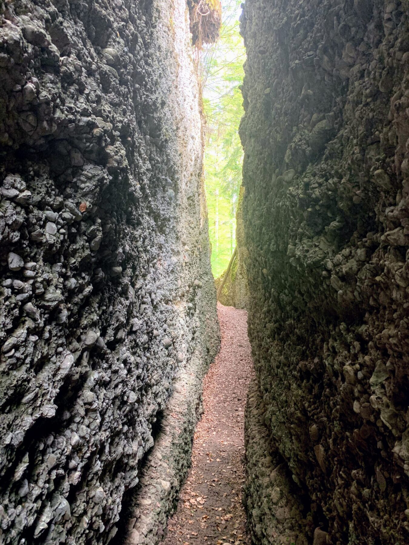 wanderung_bachtel_bachtelspalt_wald_